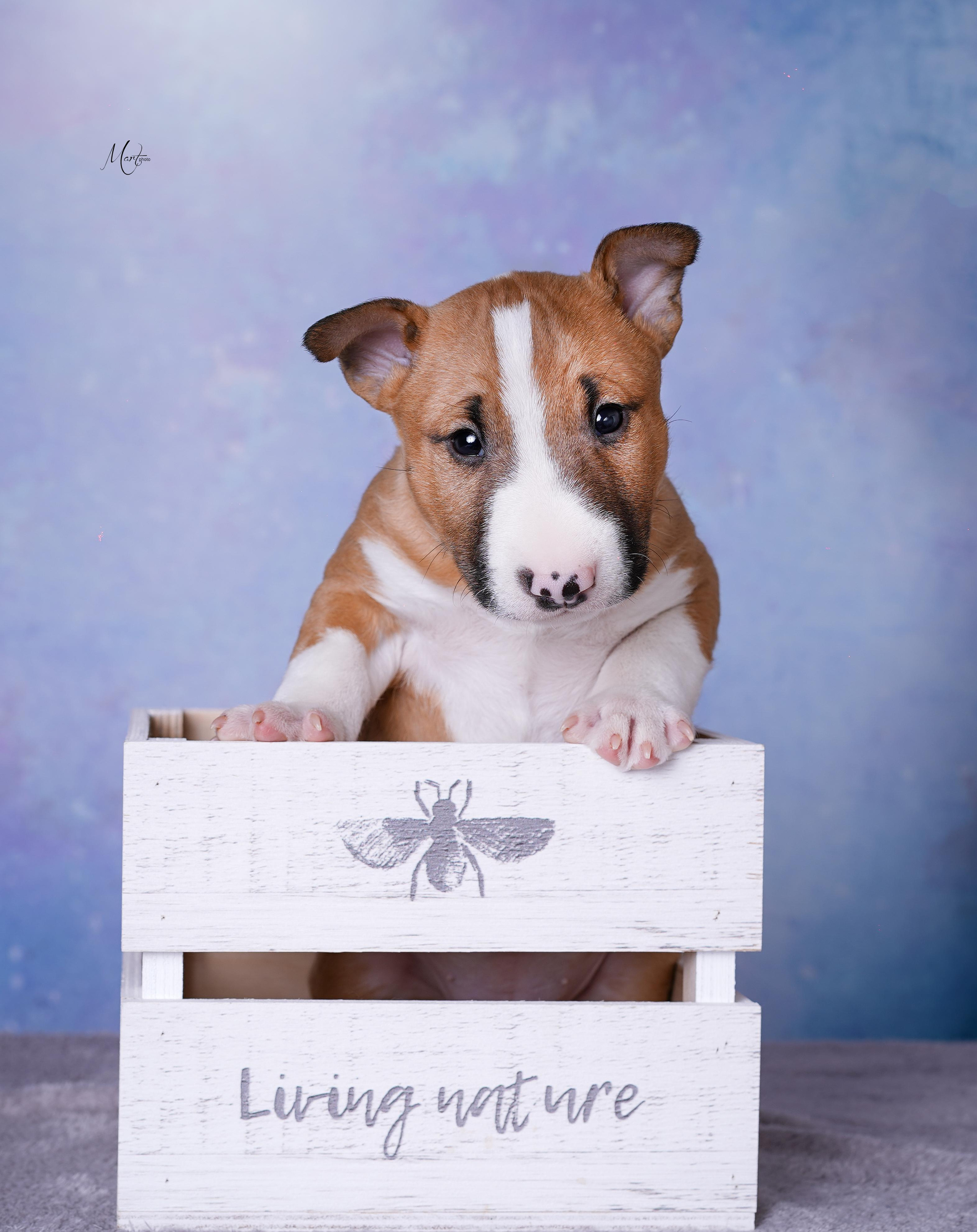 Щенки минибуля. Фотограф-анималист в Санкт-Петербурге Яна Мартынова