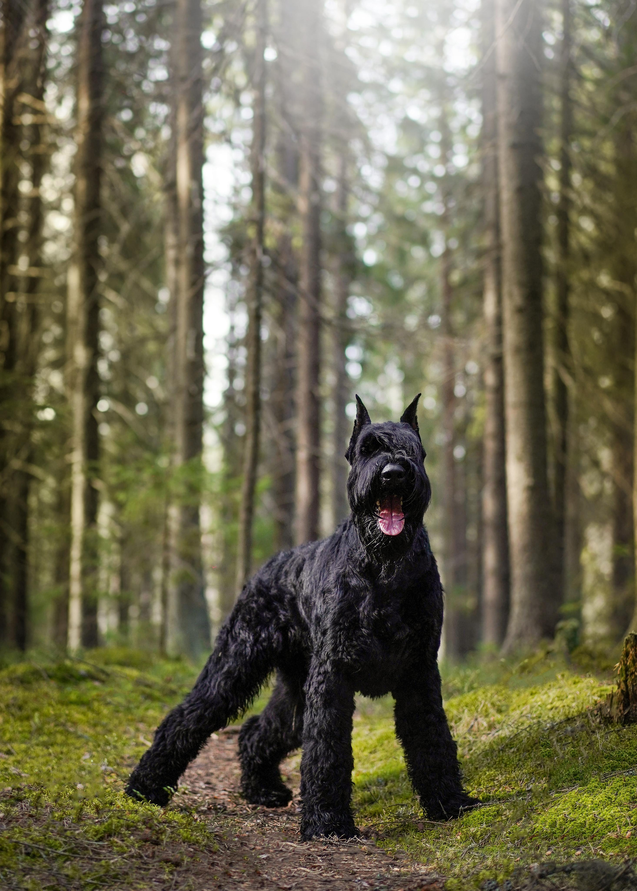Оля и шнауцеры. Фотограф-анималист в Санкт-Петербурге Яна Мартынова