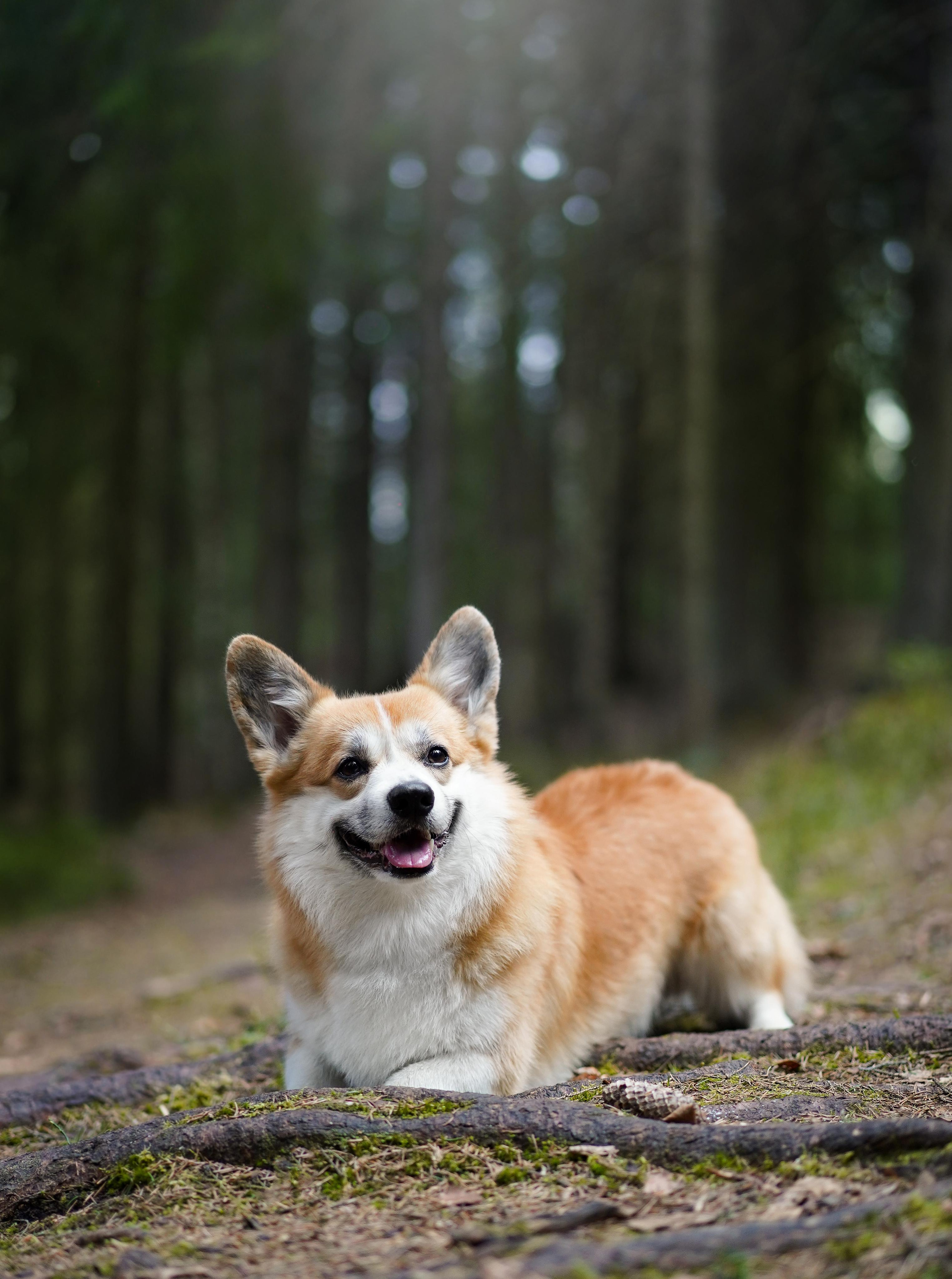 Катя и Рокки. Фотограф-анималист в Санкт-Петербурге Яна Мартынова