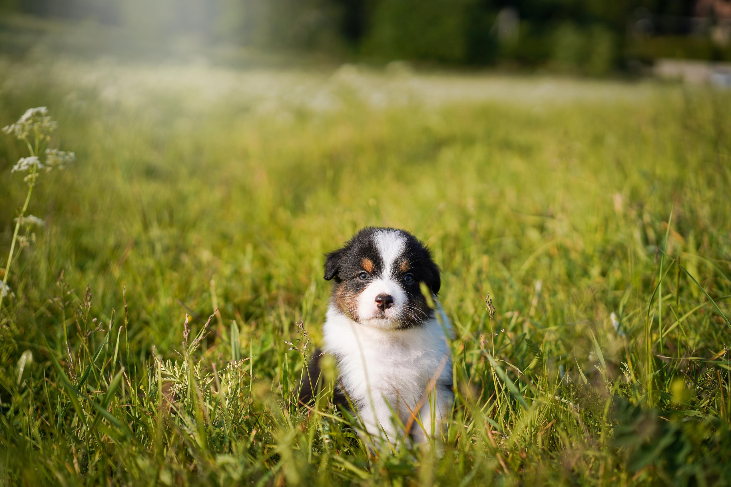 Щенки аусси. Фотограф-анималист в Санкт-Петербурге Яна Мартынова