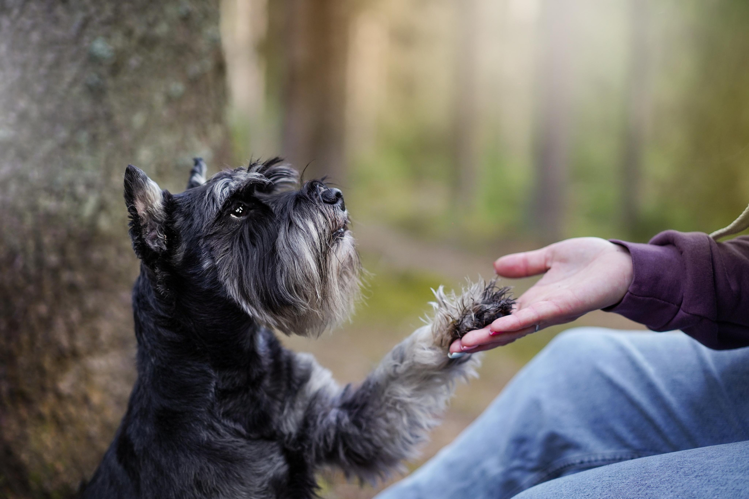 Оля и шнауцеры. Фотограф-анималист в Санкт-Петербурге Яна Мартынова