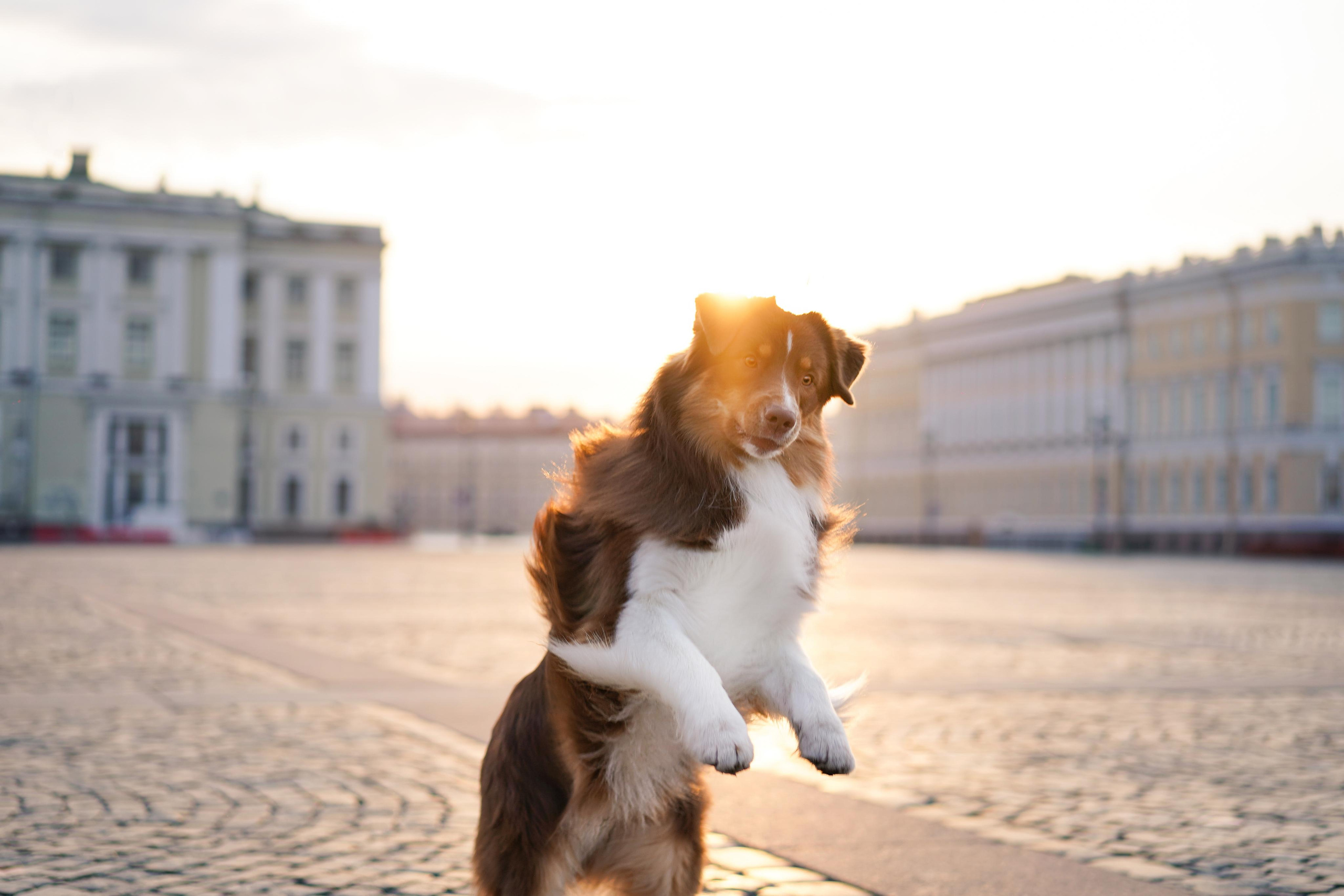 Кристина, Катя и аусси. Фотограф-анималист в Санкт-Петербурге Яна Мартынова