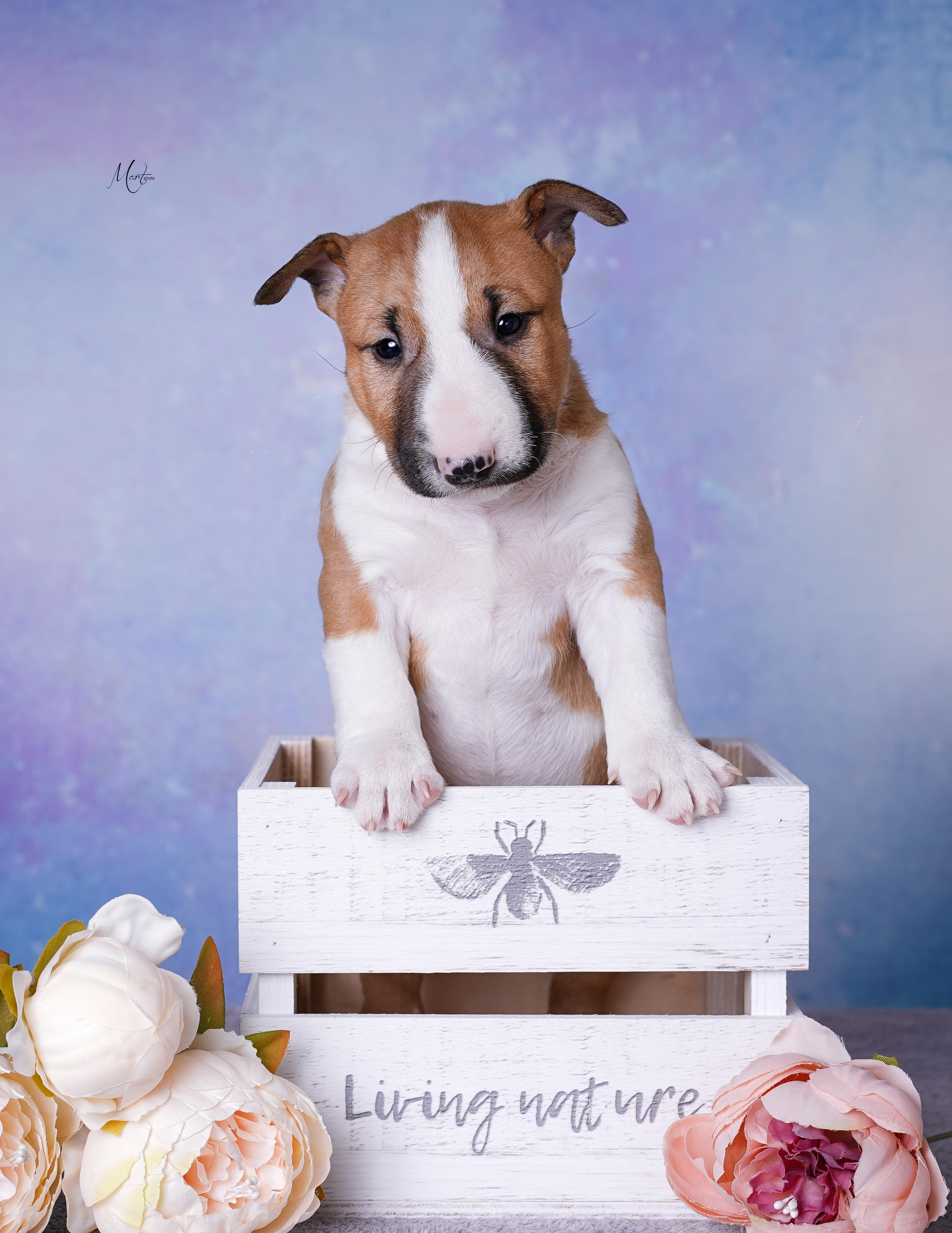 Щенки минибуля. Фотограф-анималист в Санкт-Петербурге Яна Мартынова