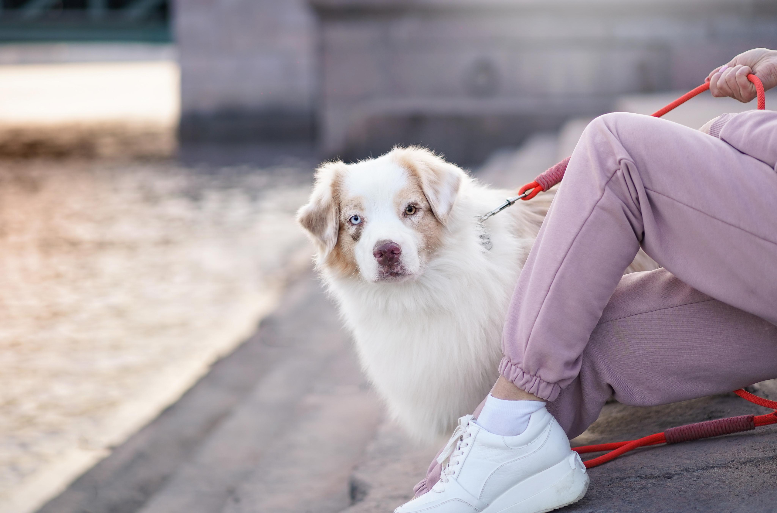 Кристина, Катя и аусси. Фотограф-анималист в Санкт-Петербурге Яна Мартынова