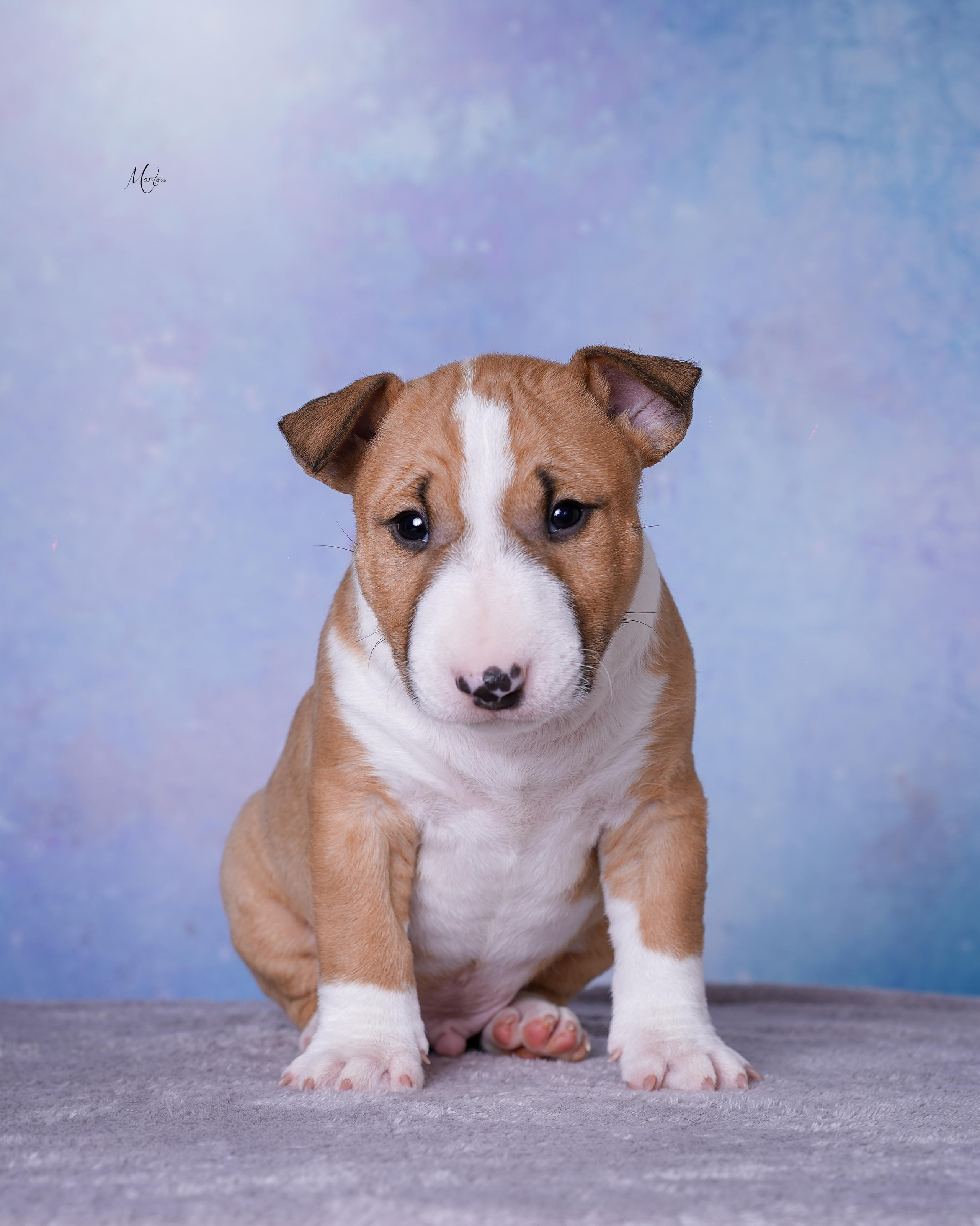 Щенки минибуля. Фотограф-анималист в Санкт-Петербурге Яна Мартынова