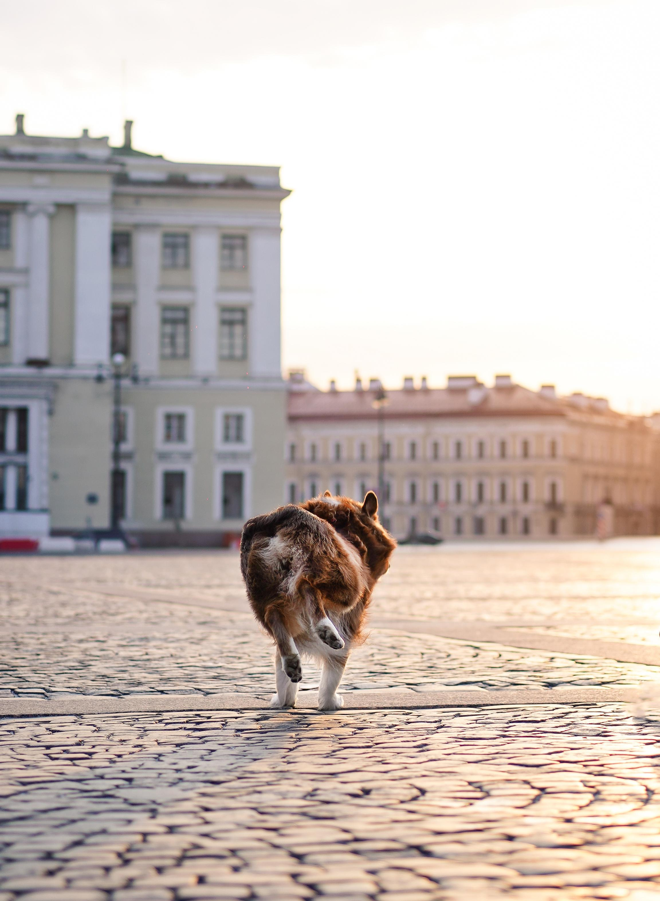 Кристина, Катя и аусси. Фотограф-анималист в Санкт-Петербурге Яна Мартынова