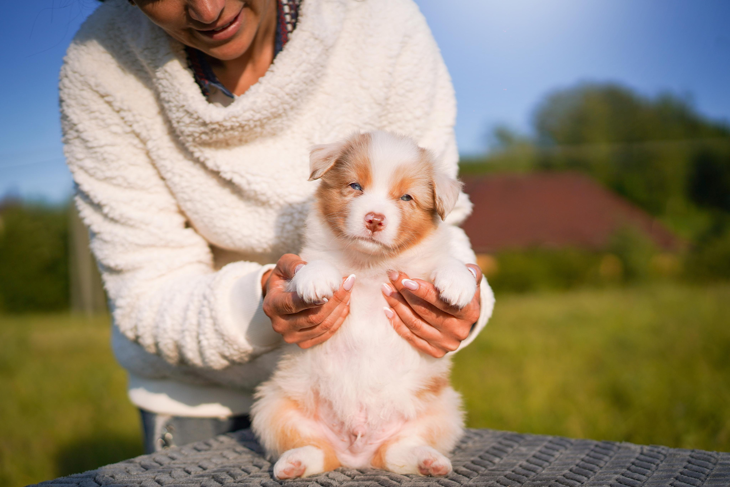 Щенки аусси. Фотограф-анималист в Санкт-Петербурге Яна Мартынова