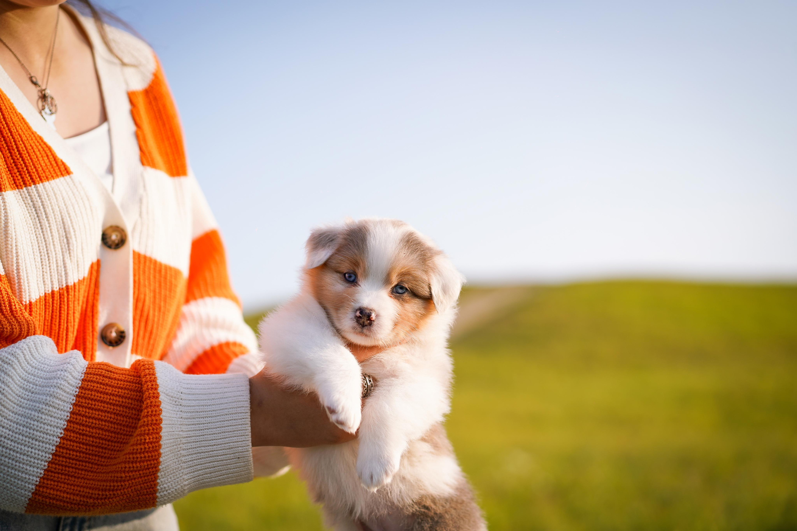 Щенки аусси. Фотограф-анималист в Санкт-Петербурге Яна Мартынова