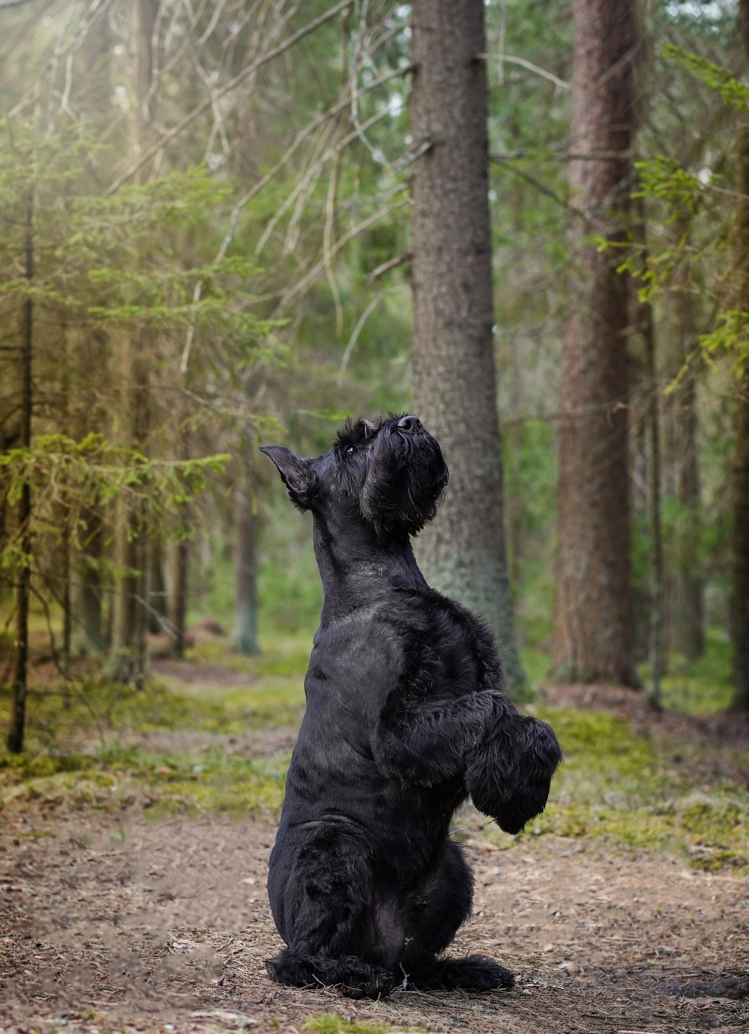 Оля и шнауцеры. Фотограф-анималист в Санкт-Петербурге Яна Мартынова