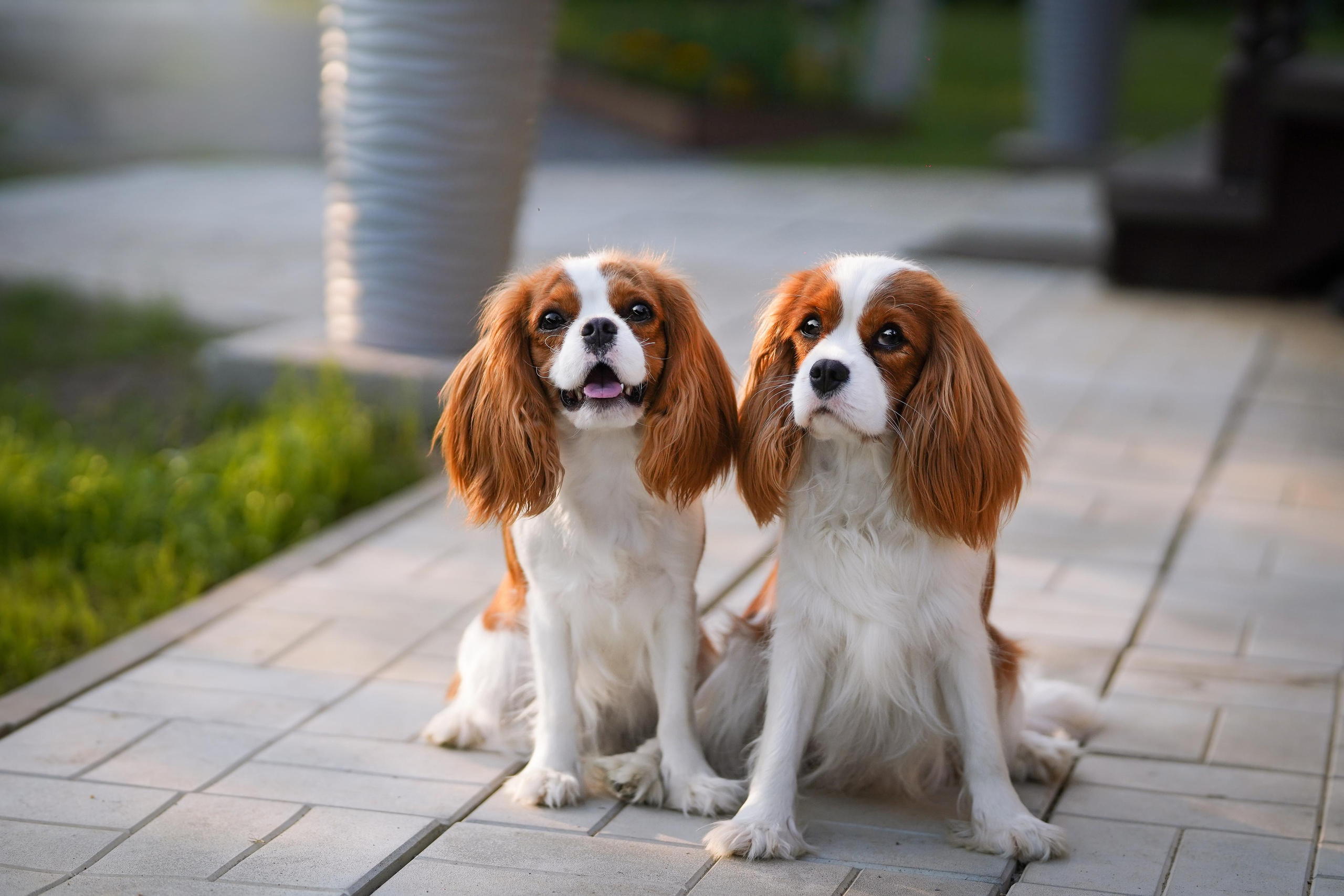 Злата, Луна, Сима и ребята. Фотограф-анималист в Санкт-Петербурге Яна Мартынова