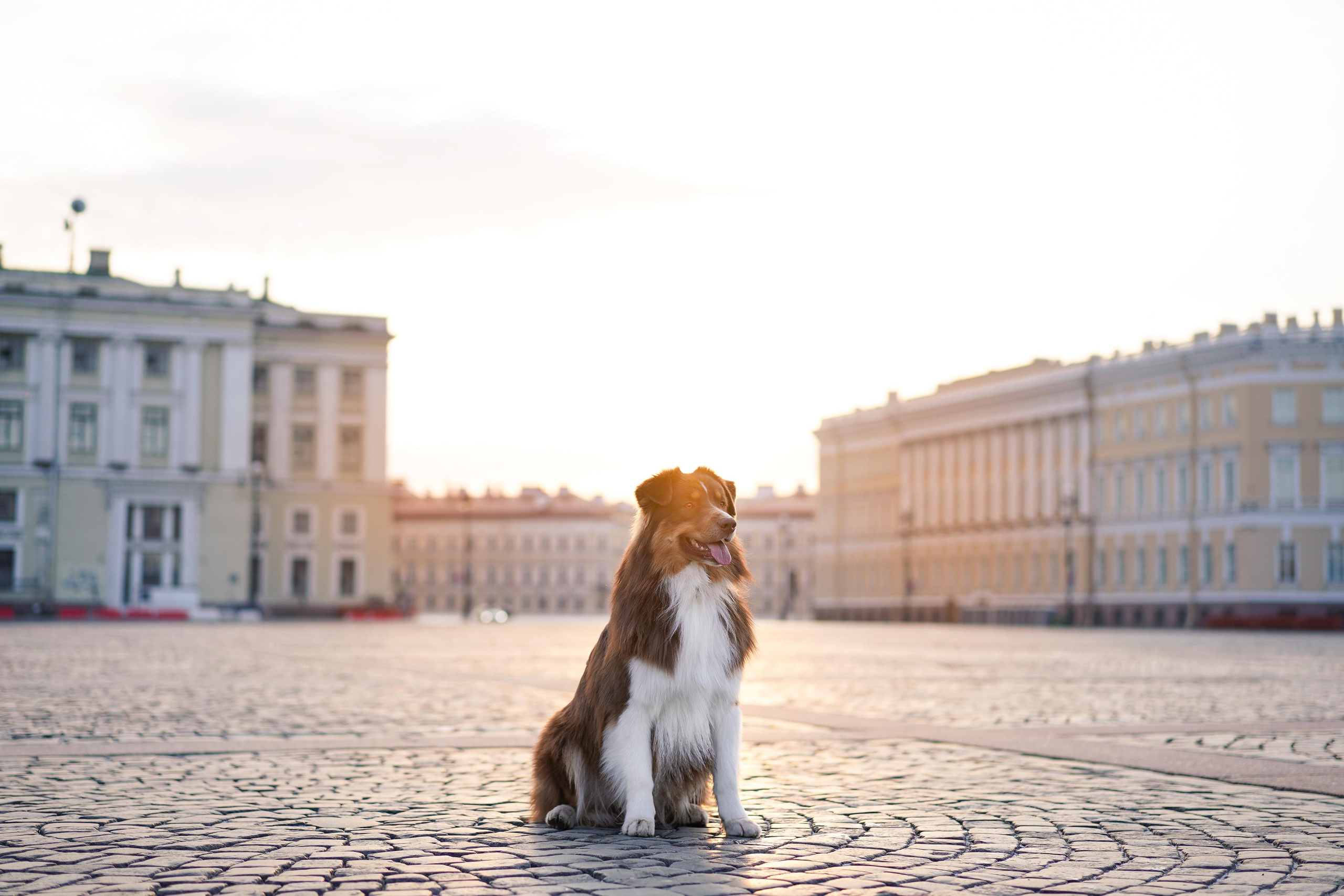 Кристина, Катя и аусси. Фотограф-анималист в Санкт-Петербурге Яна Мартынова