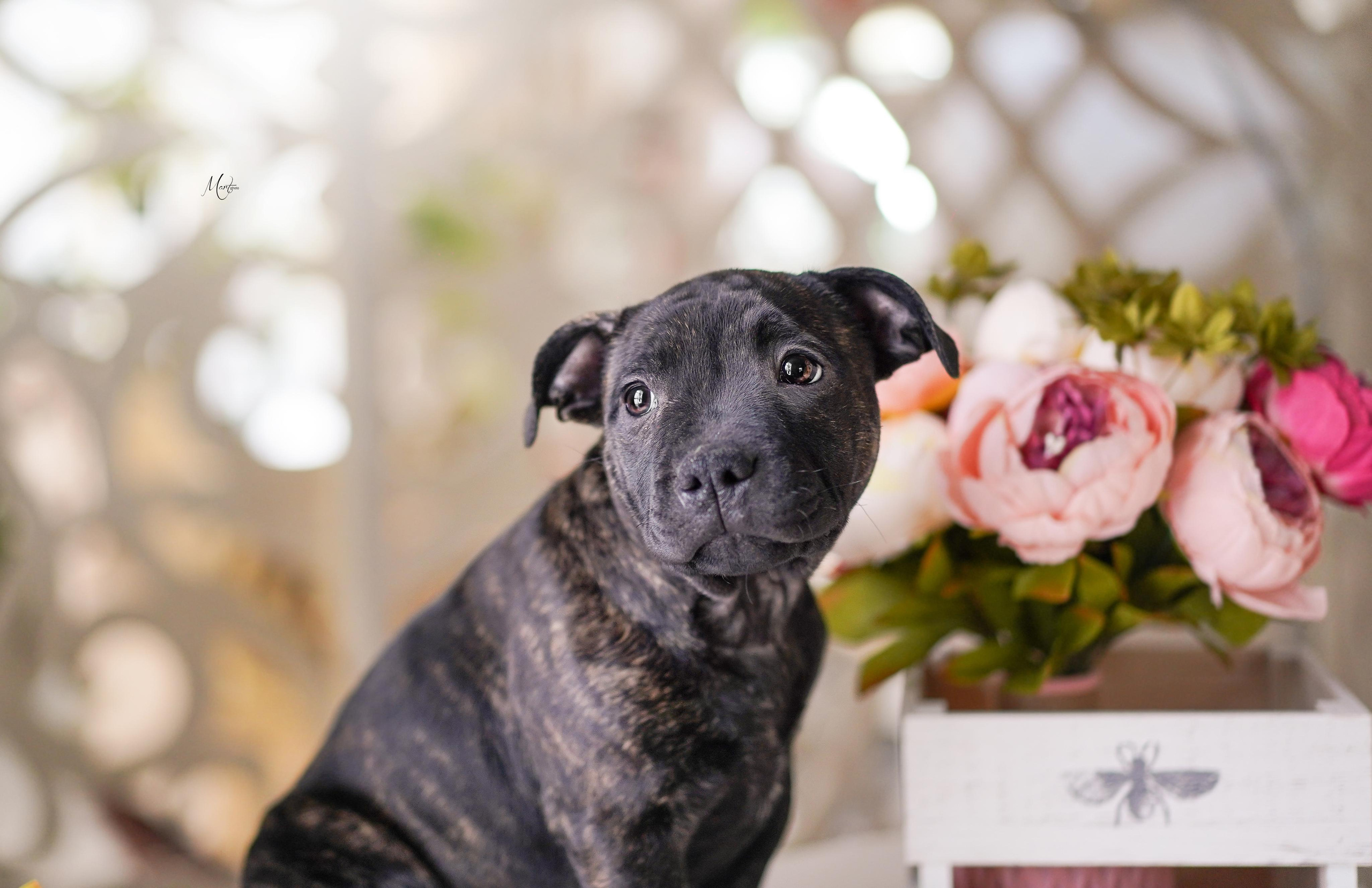 Щенки стаффбуля. Фотограф-анималист в Санкт-Петербурге Яна Мартынова