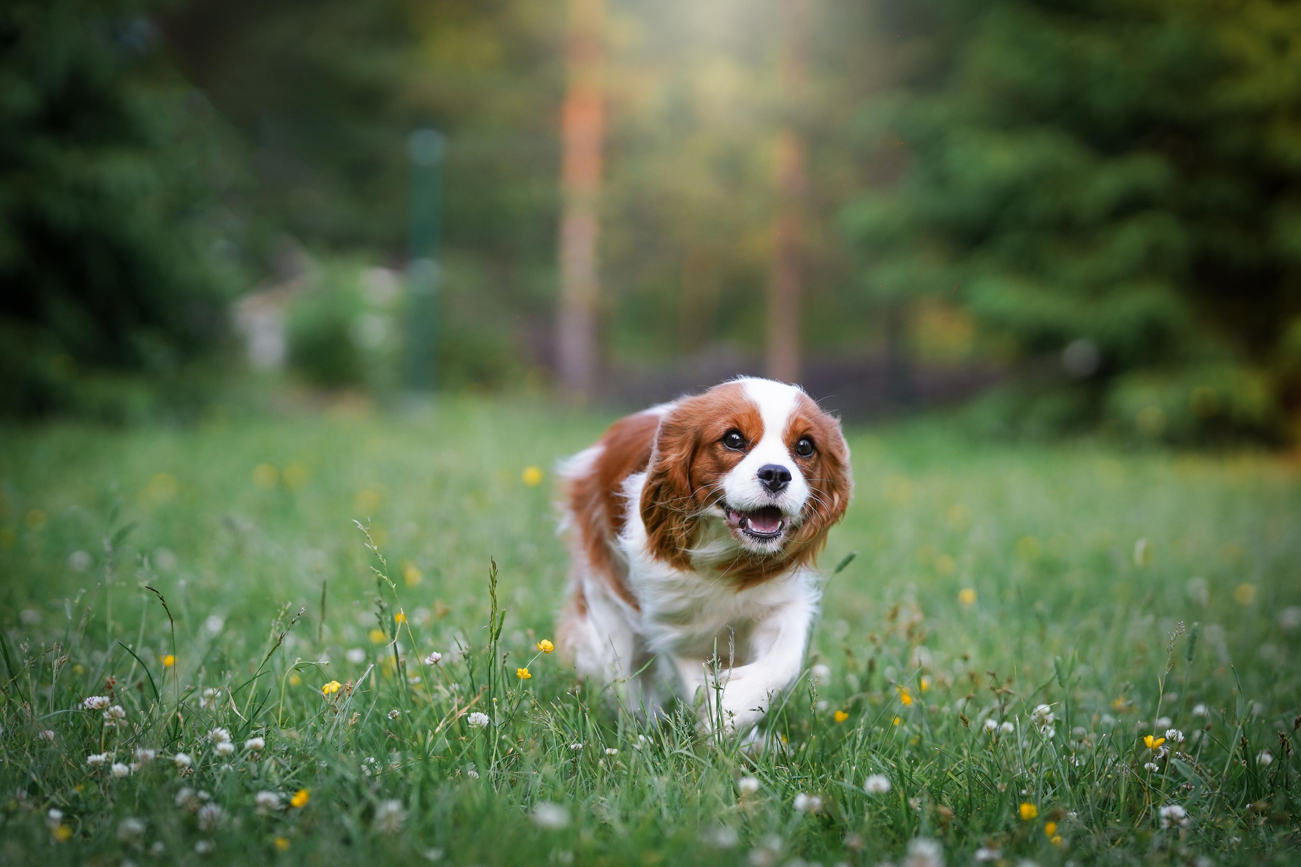 Злата, Луна, Сима и ребята. Фотограф-анималист в Санкт-Петербурге Яна Мартынова