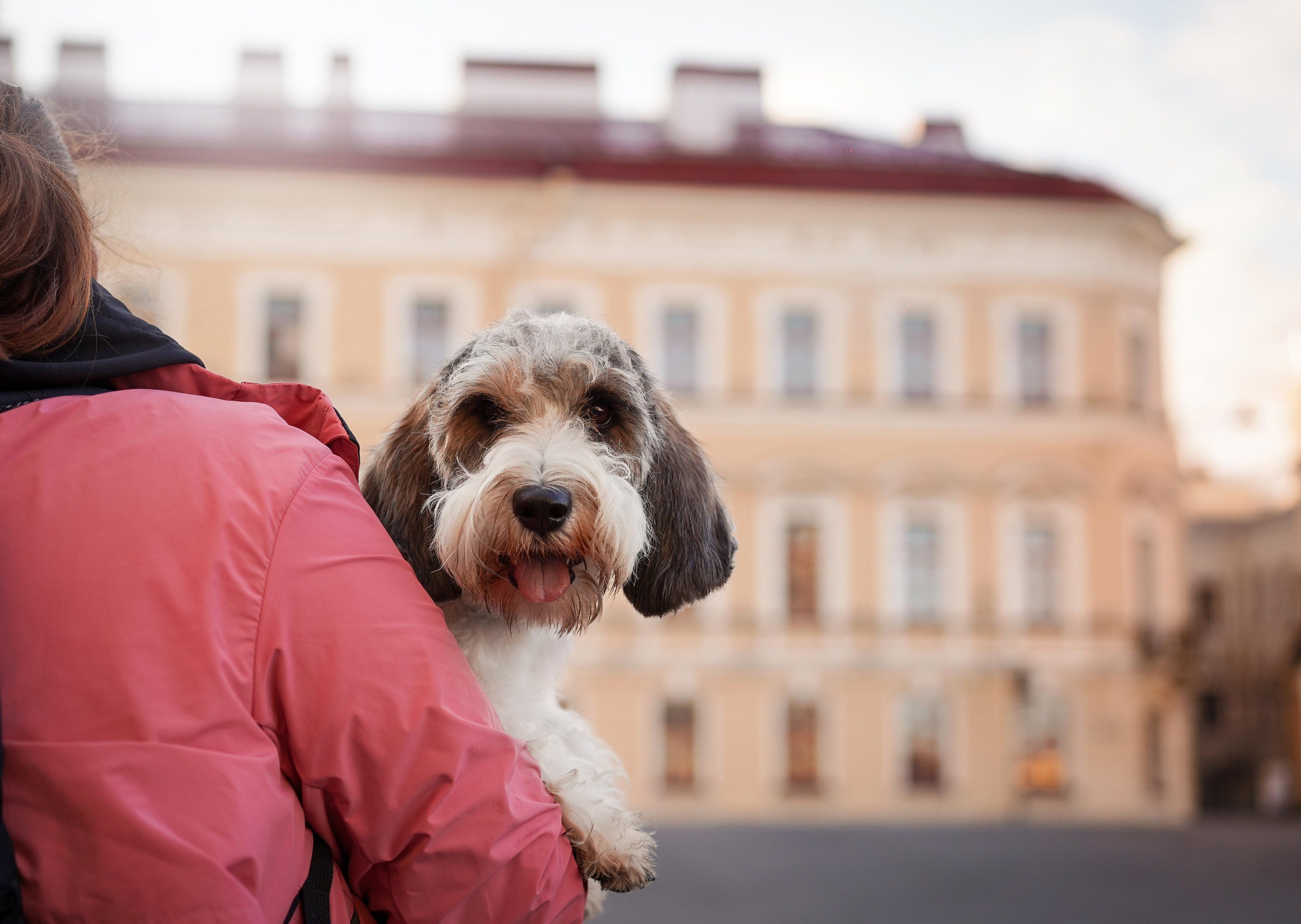 Мона центр. Фотограф-анималист в Санкт-Петербурге Яна Мартынова