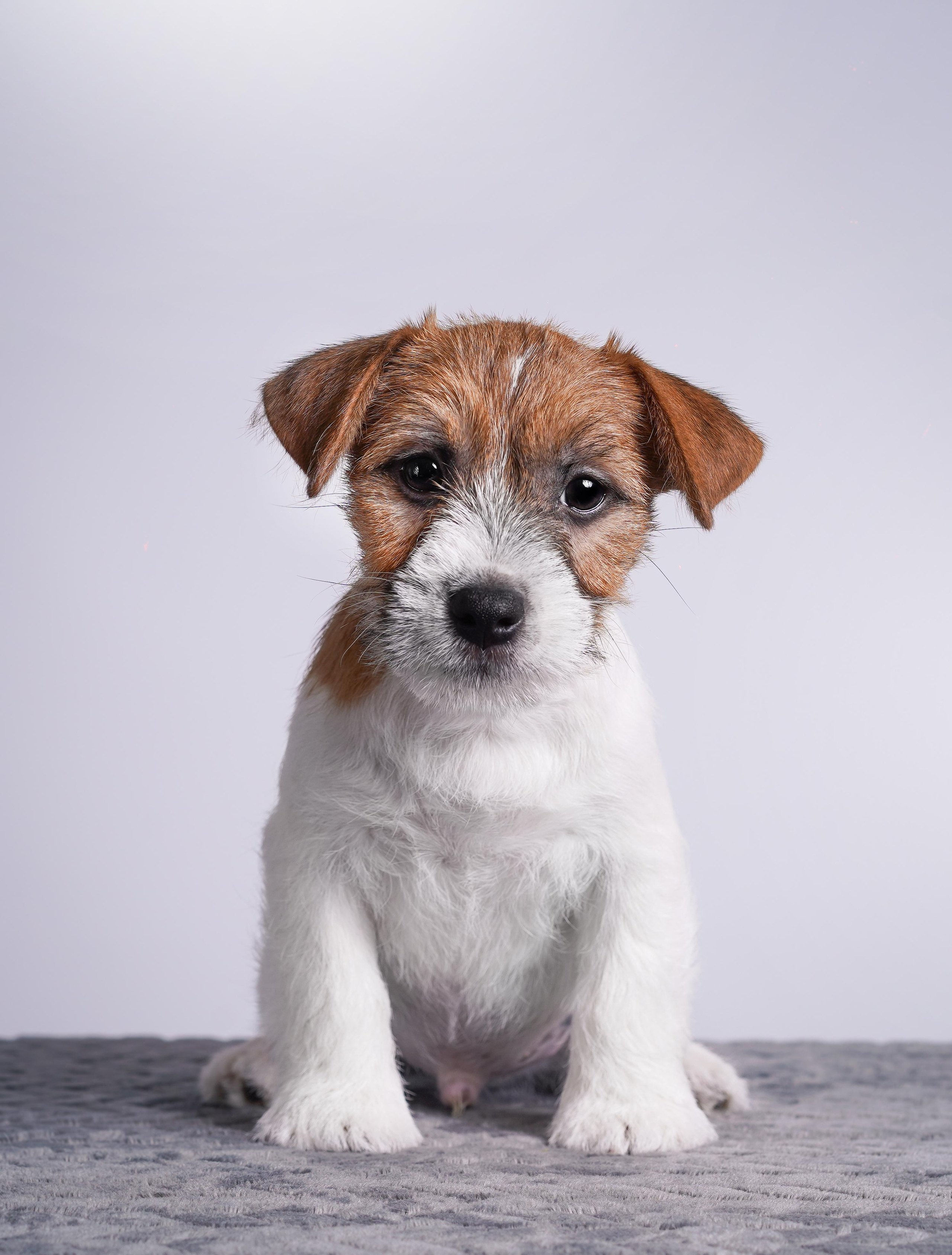 Щенки джек рассел терьера. Фотограф-анималист в Санкт-Петербурге Яна Мартынова