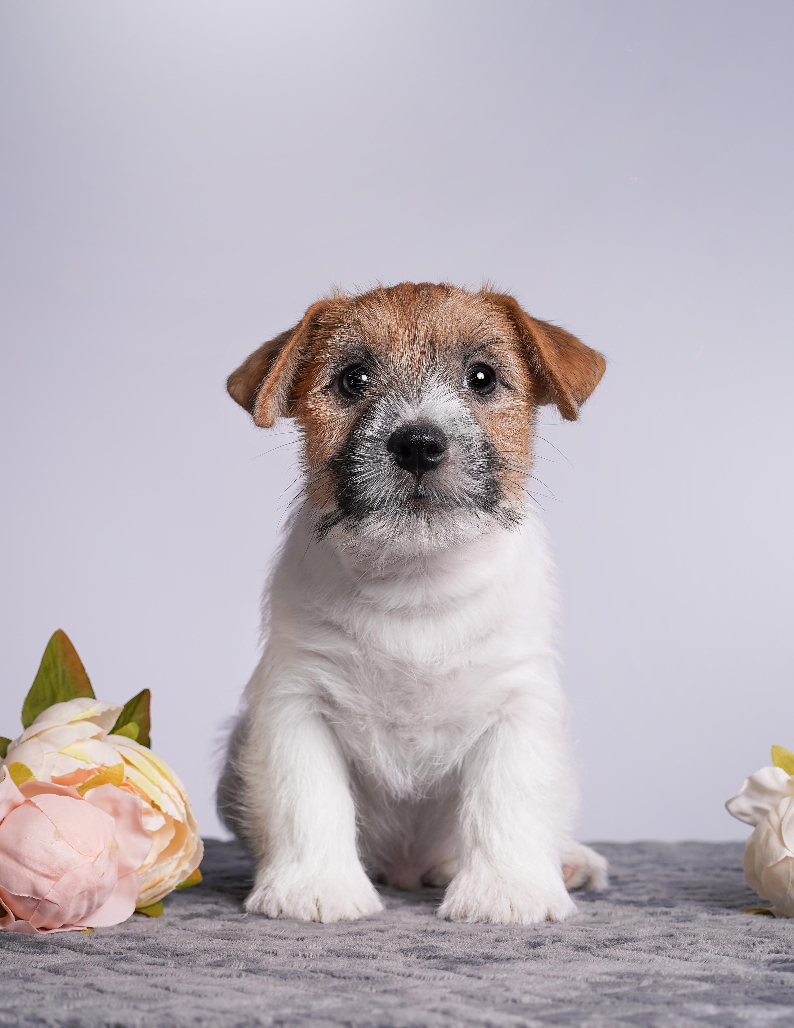 Щенки джек рассел терьера. Фотограф-анималист в Санкт-Петербурге Яна Мартынова