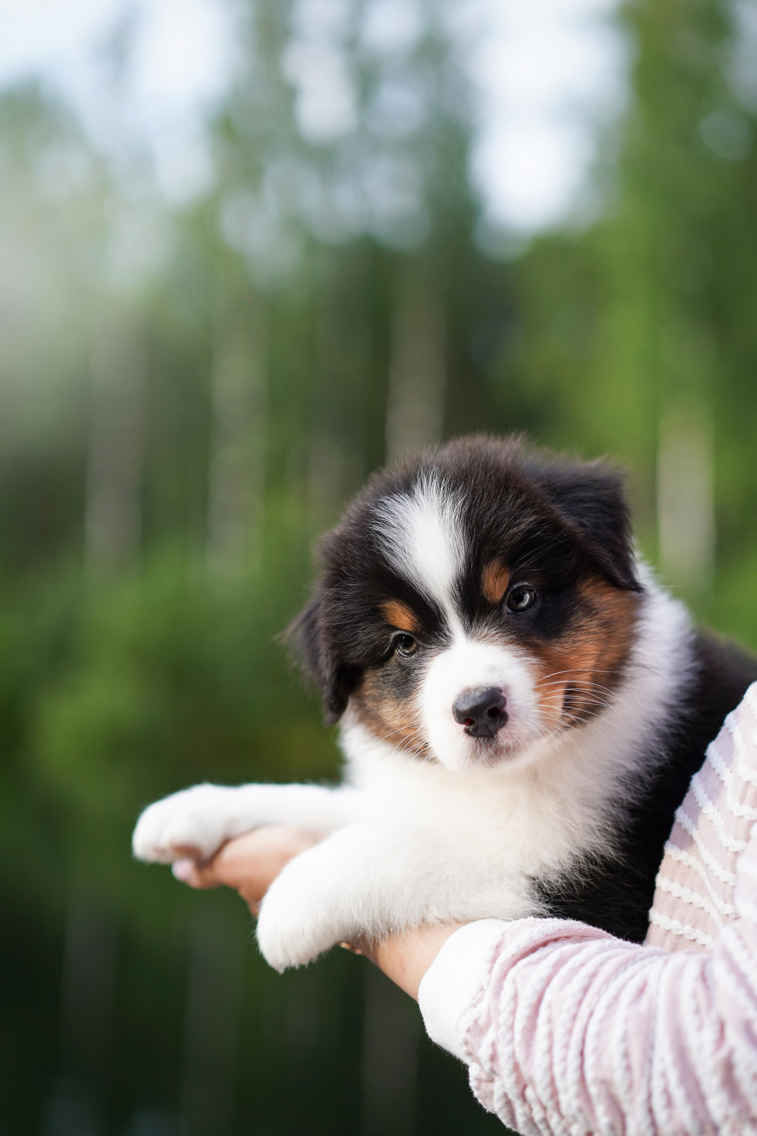 Щенки австралийской овчарки. Фотограф-анималист в Санкт-Петербурге Яна Мартынова
