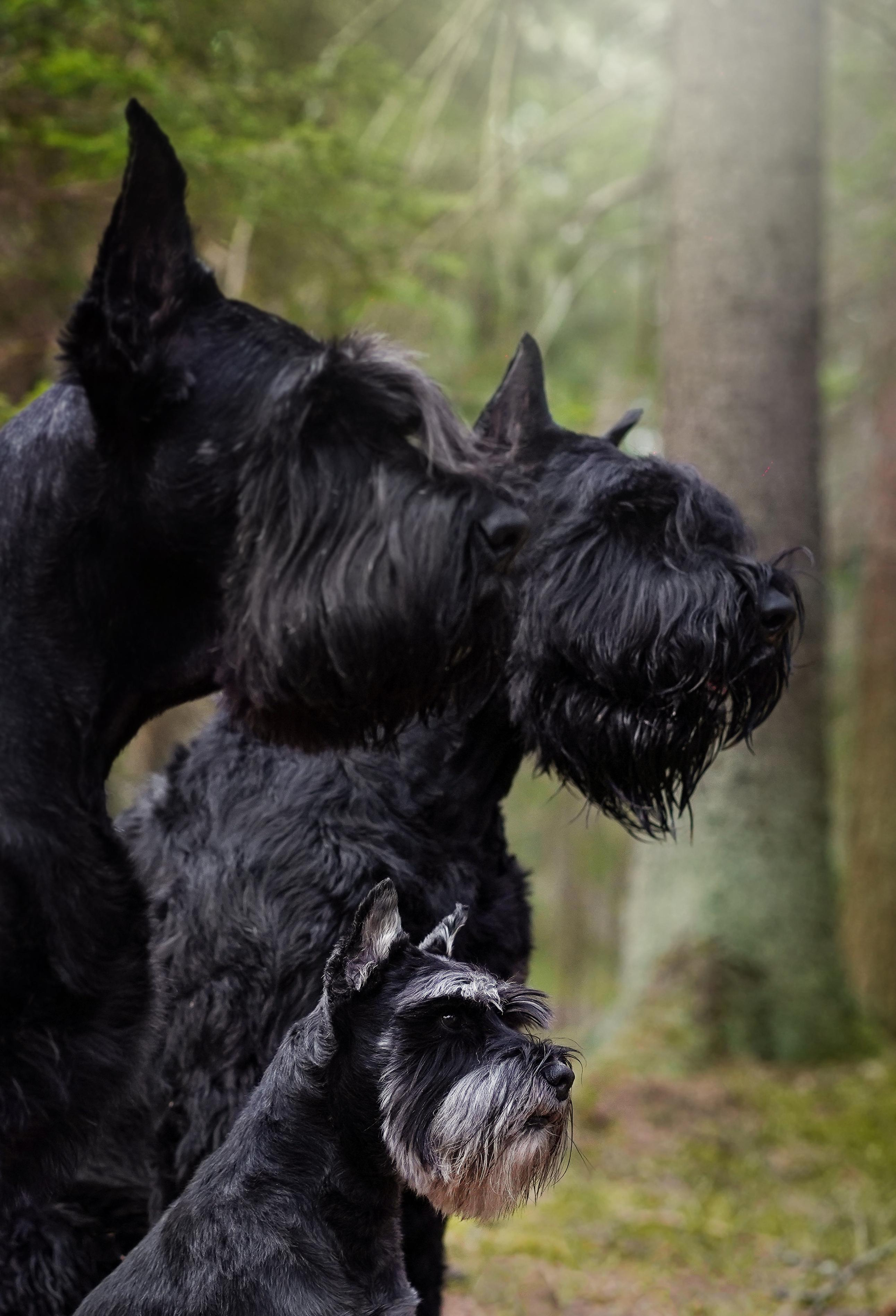 Оля и шнауцеры. Фотограф-анималист в Санкт-Петербурге Яна Мартынова