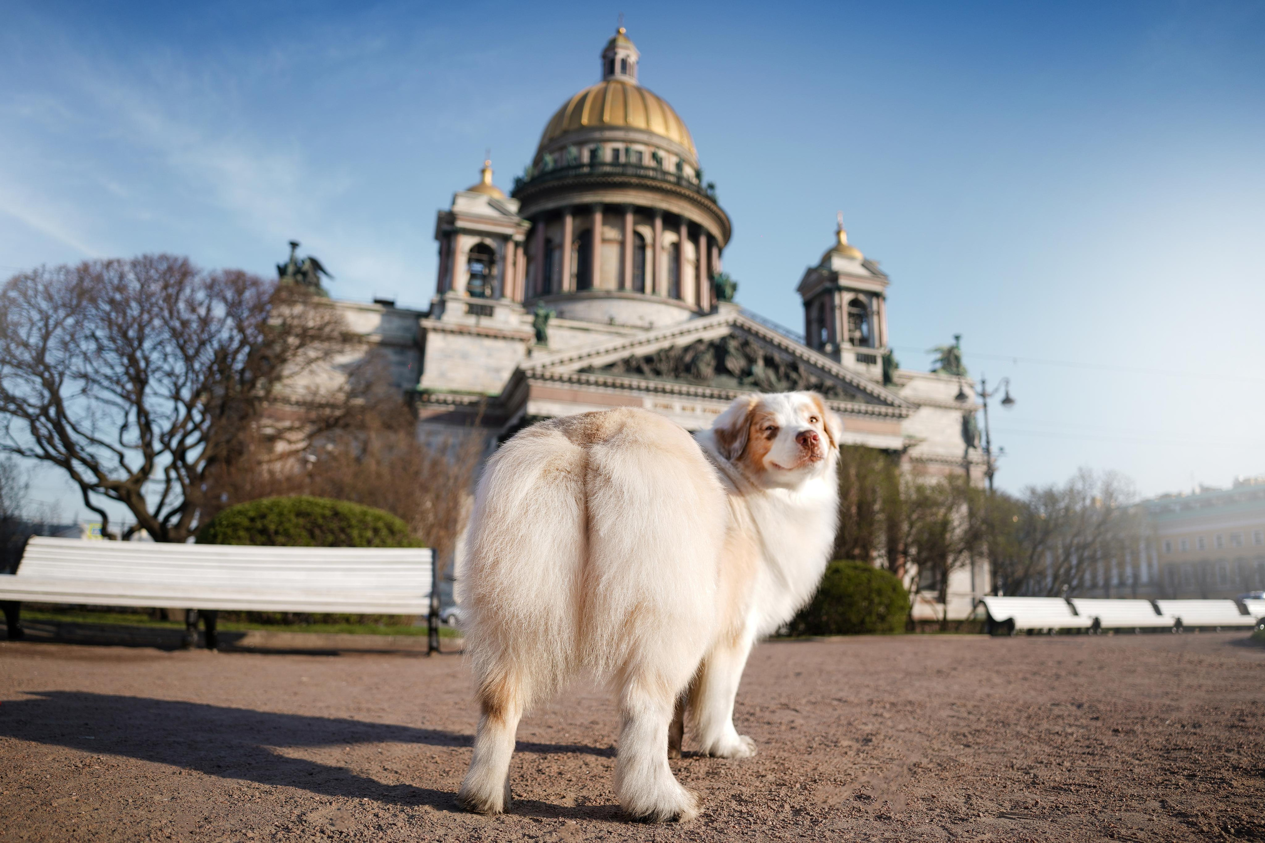 Кристина, Катя и аусси. Фотограф-анималист в Санкт-Петербурге Яна Мартынова