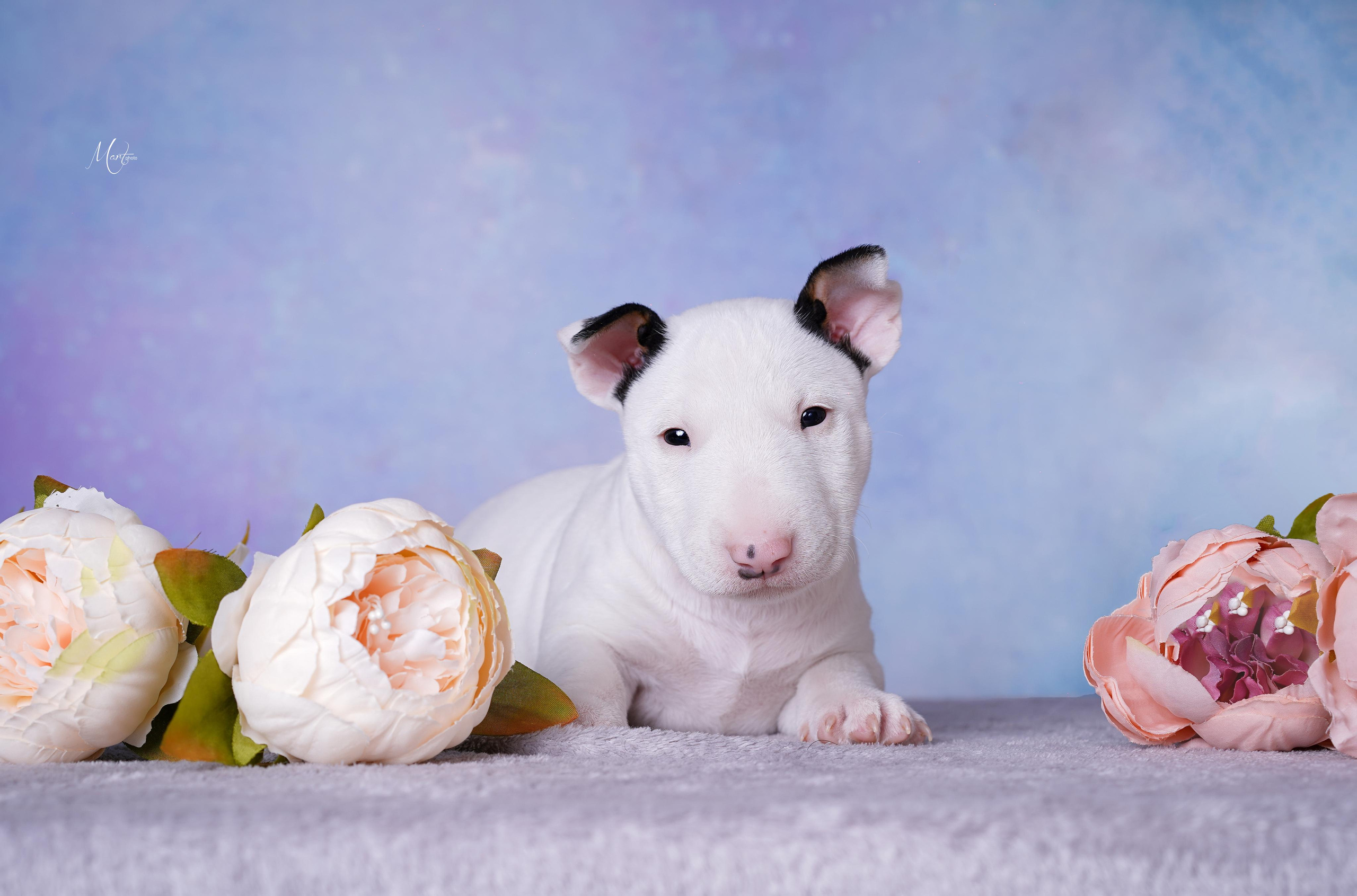 Щенки минибуля. Фотограф-анималист в Санкт-Петербурге Яна Мартынова