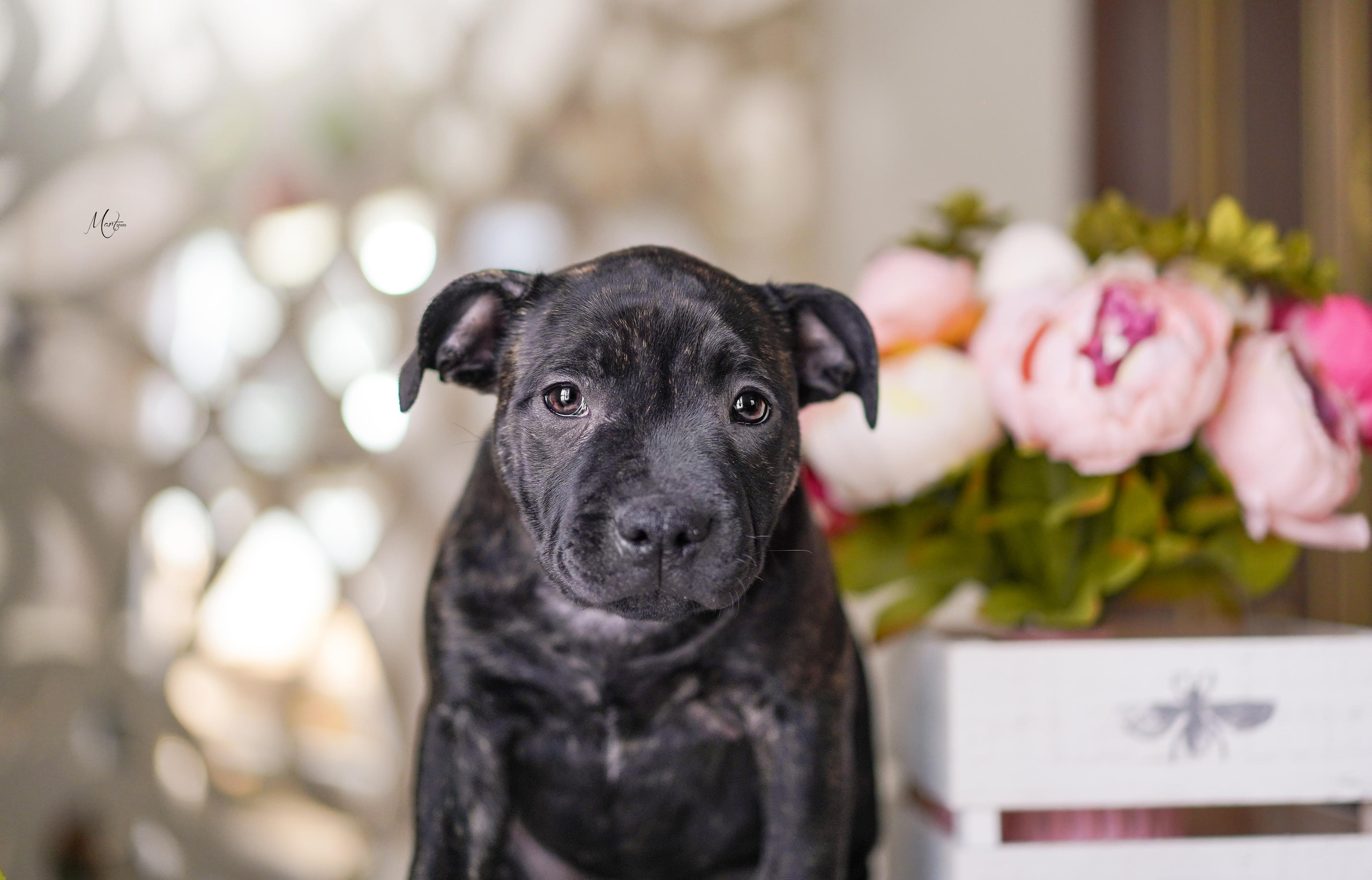 Щенки стаффбуля. Фотограф-анималист в Санкт-Петербурге Яна Мартынова