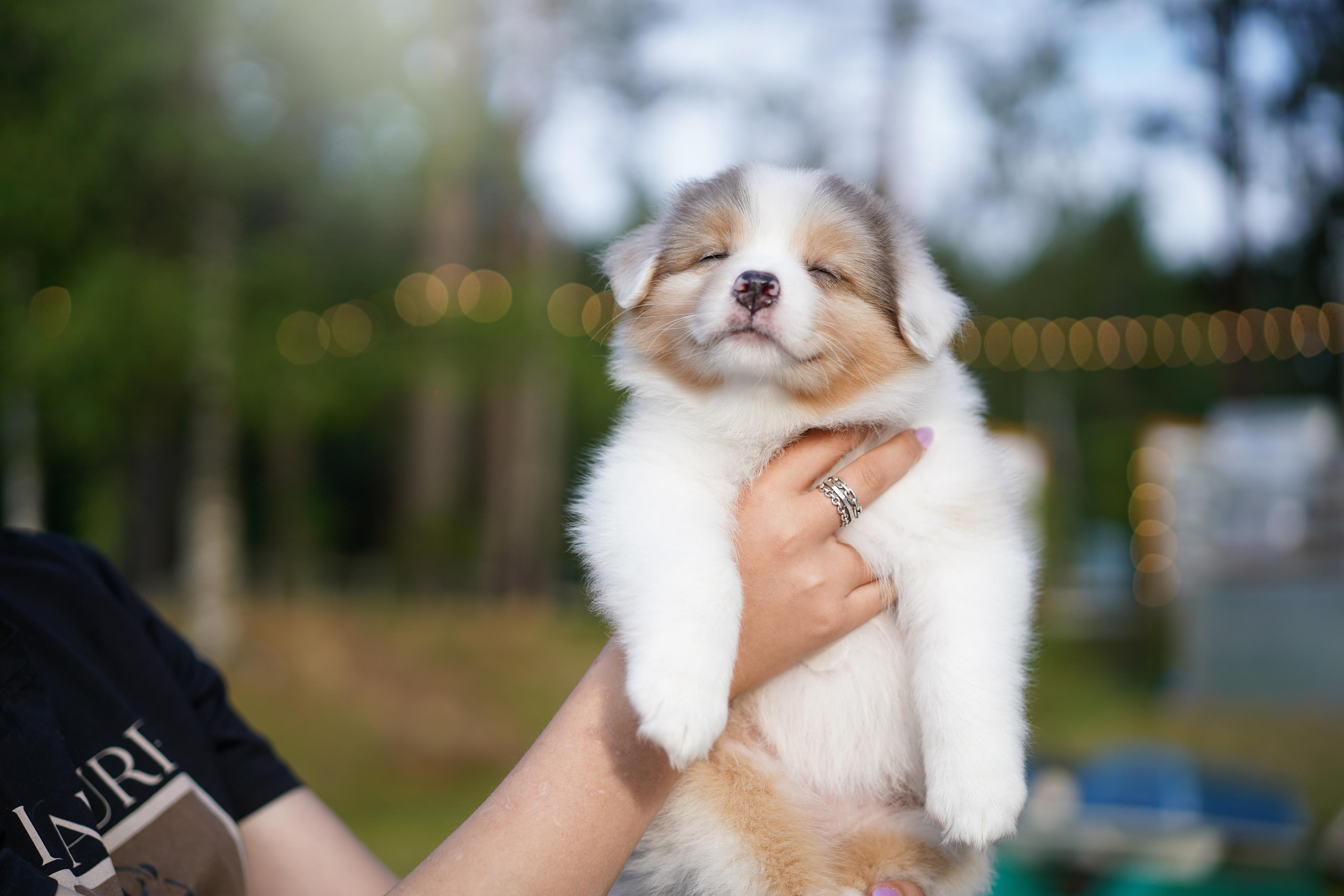 Щенки австралийской овчарки. Фотограф-анималист в Санкт-Петербурге Яна Мартынова