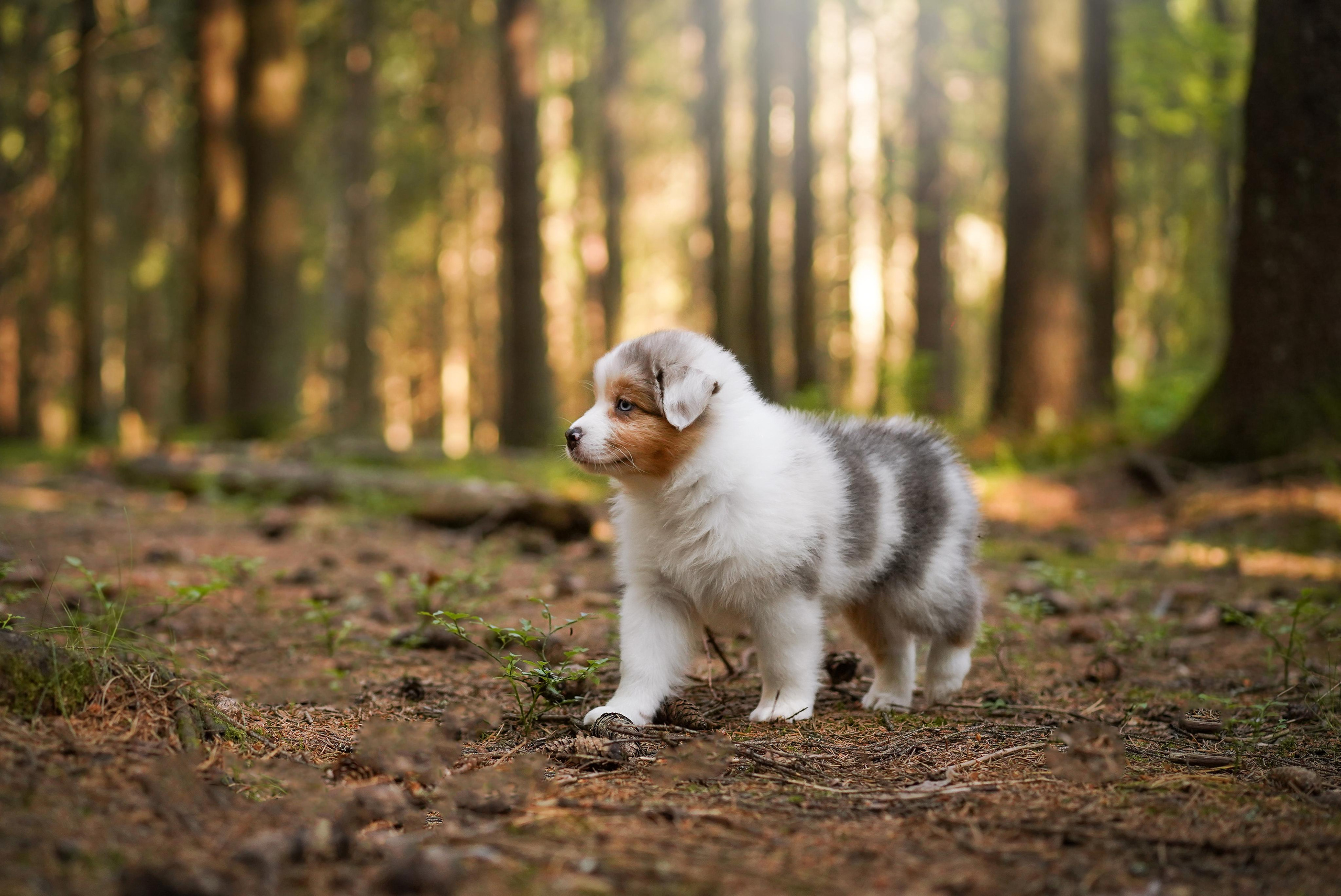 Щенки австралийской овчарки. Фотограф-анималист в Санкт-Петербурге Яна Мартынова