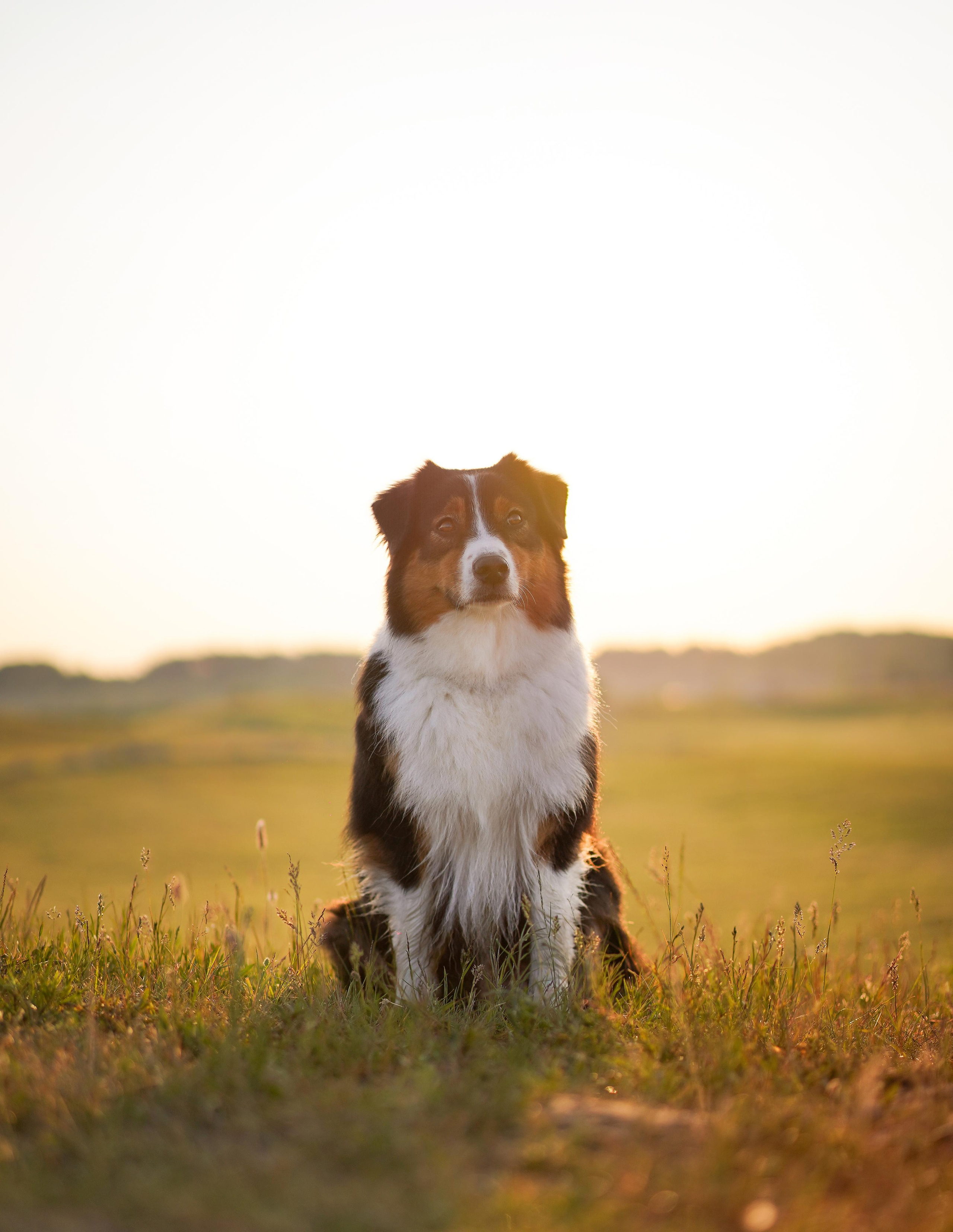 Кристина и Айла. Фотограф-анималист в Санкт-Петербурге Яна Мартынова
