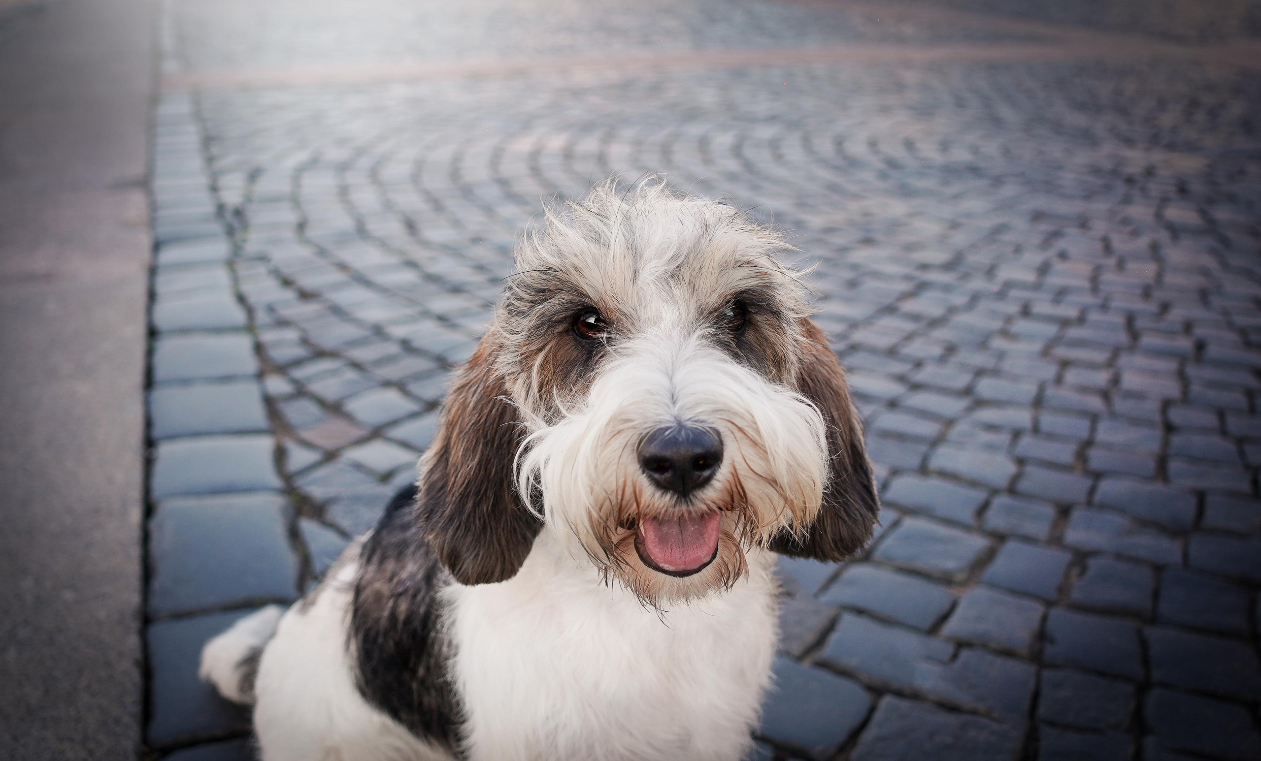 Мона центр. Фотограф-анималист в Санкт-Петербурге Яна Мартынова
