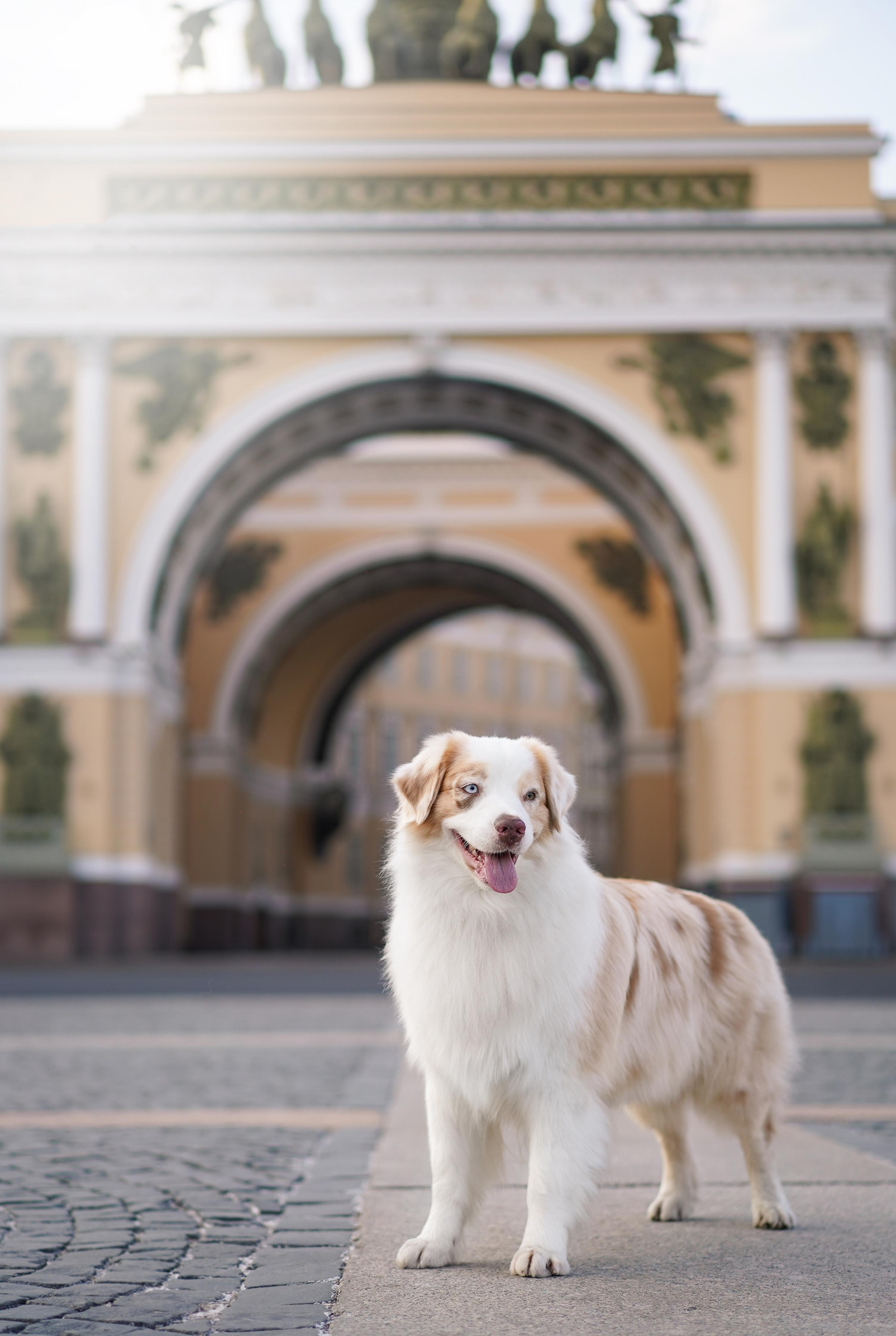 Кристина, Катя и аусси. Фотограф-анималист в Санкт-Петербурге Яна Мартынова