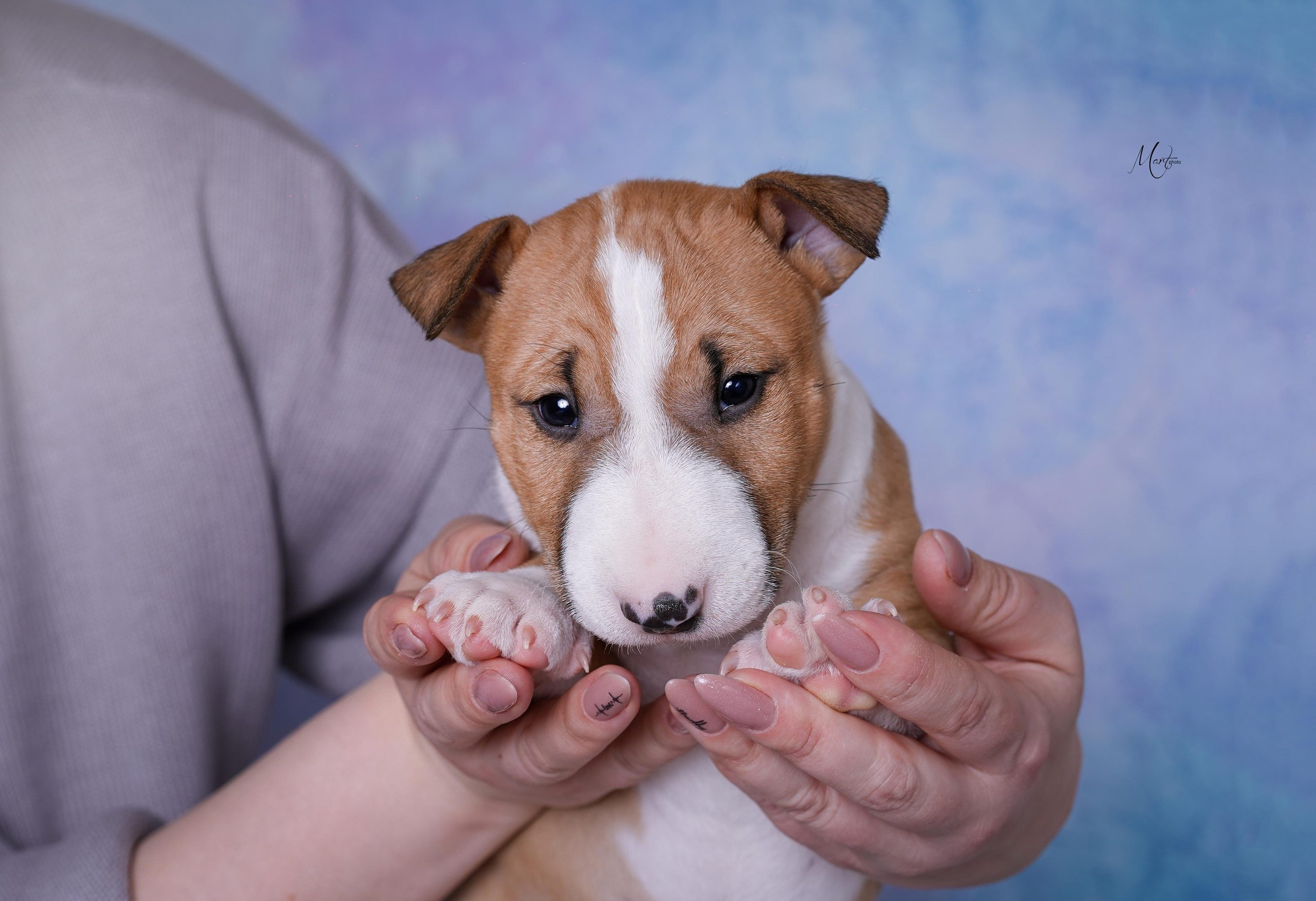 Щенки минибуля. Фотограф-анималист в Санкт-Петербурге Яна Мартынова