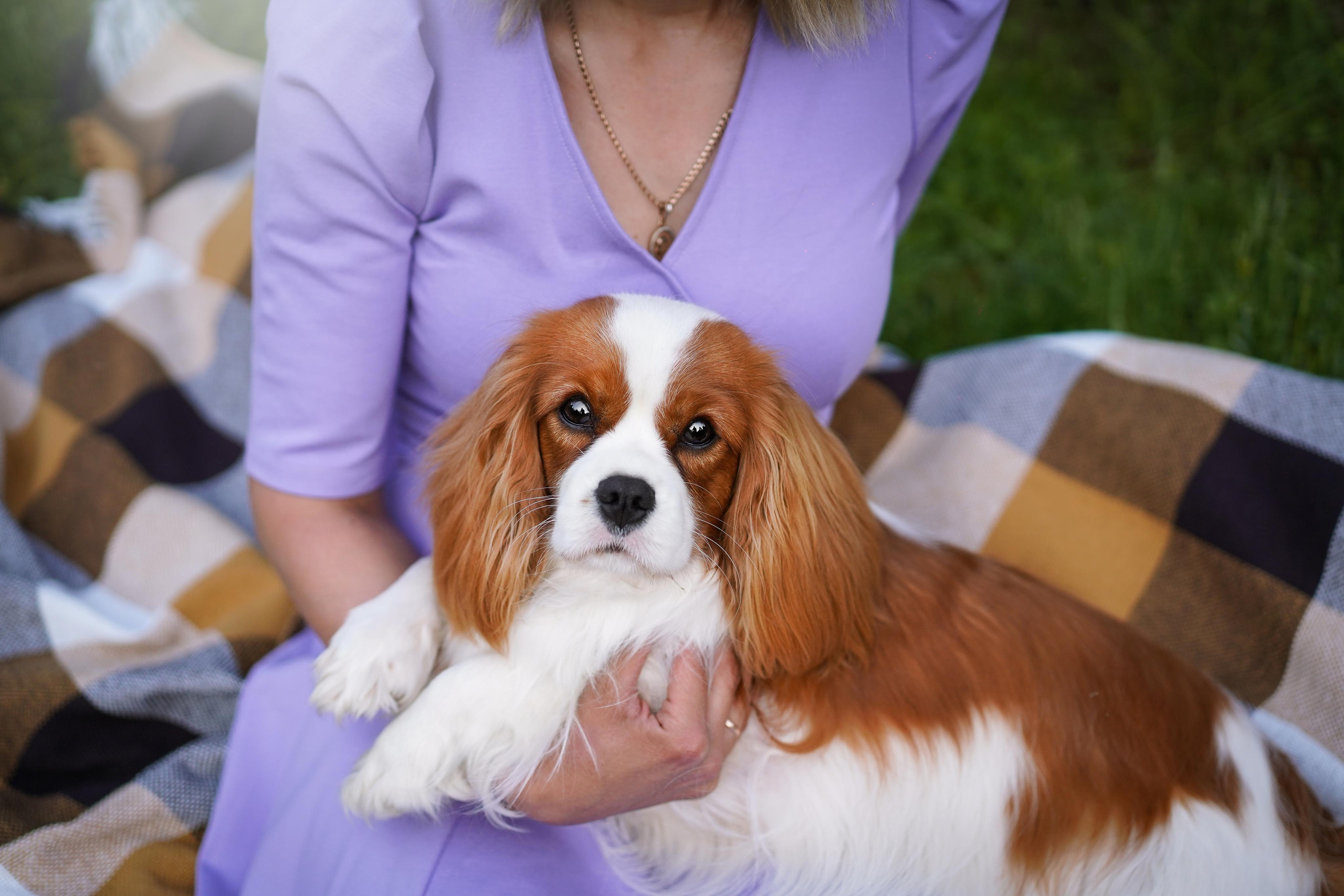 Злата, Луна, Сима и ребята. Фотограф-анималист в Санкт-Петербурге Яна Мартынова
