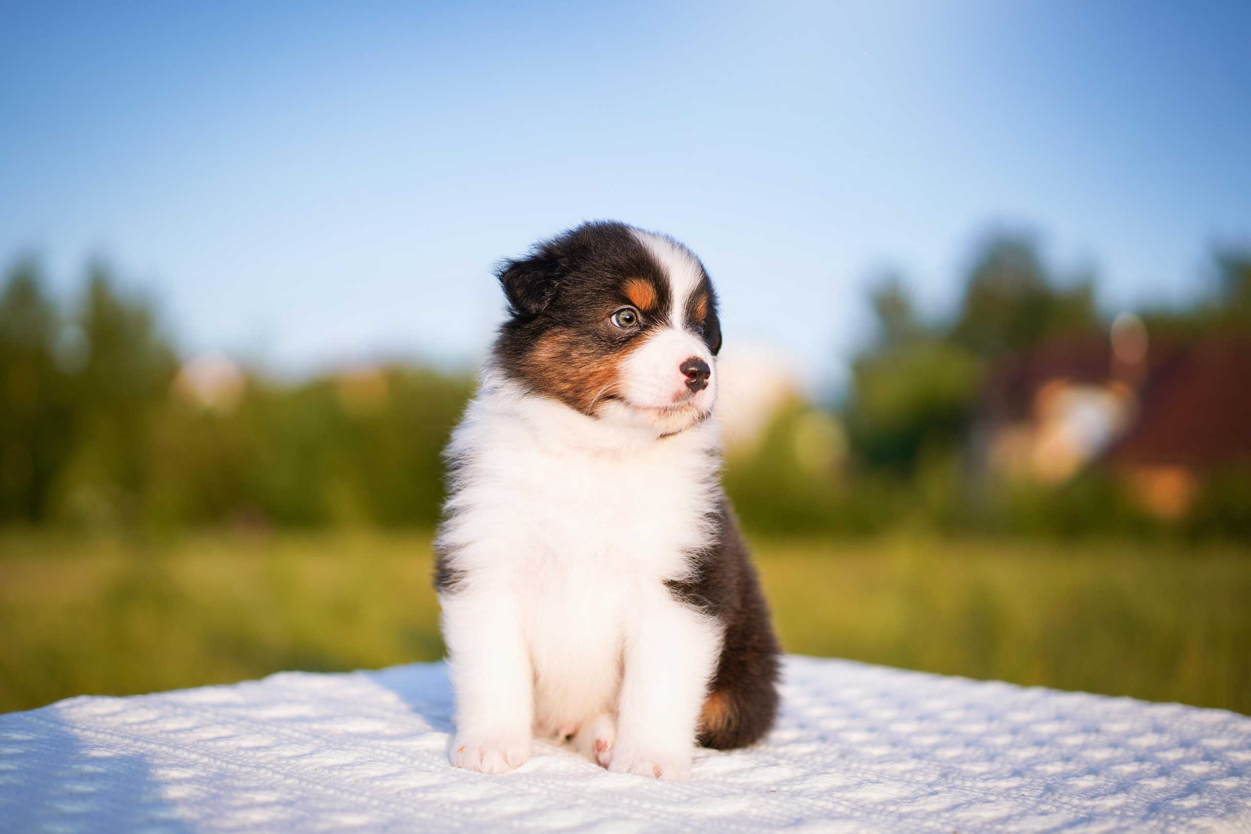 Щенки аусси. Фотограф-анималист в Санкт-Петербурге Яна Мартынова
