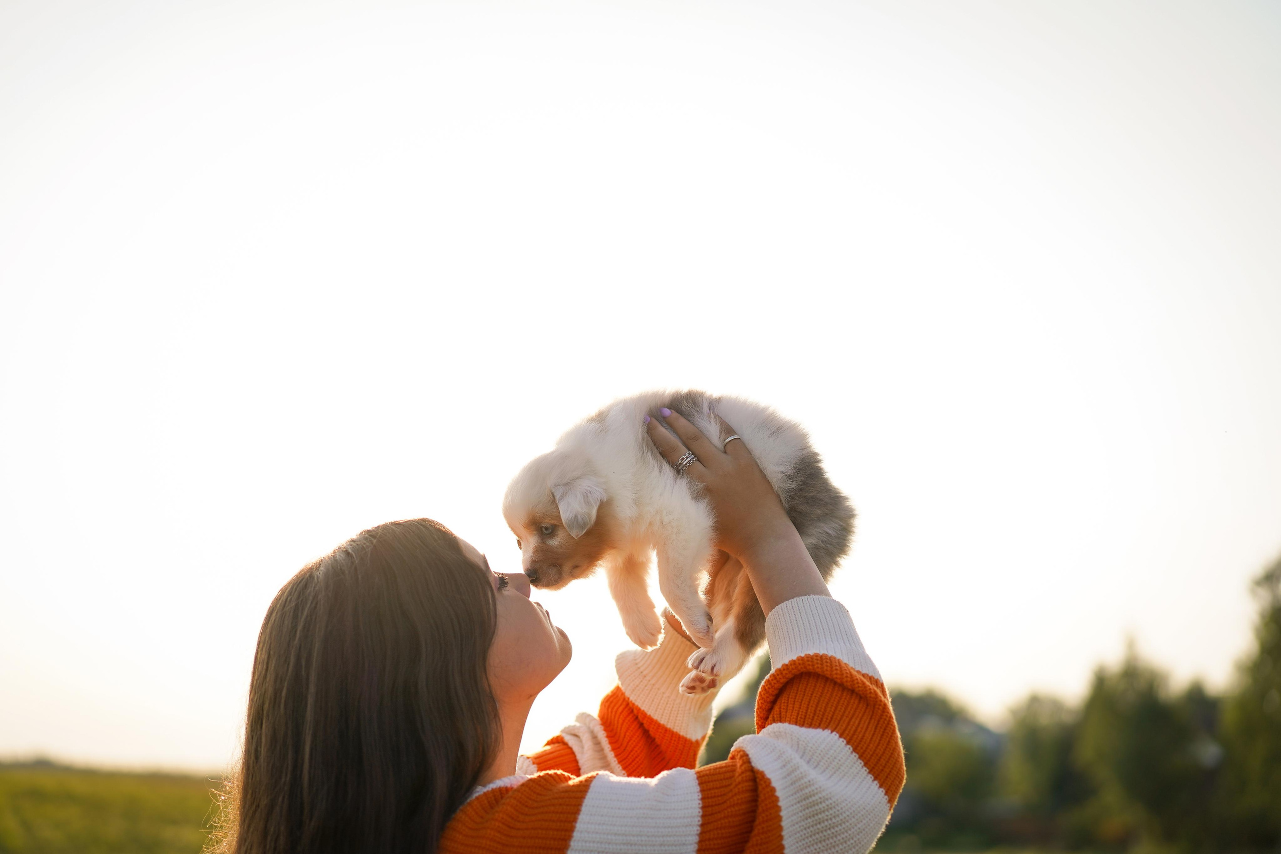 Щенки аусси. Фотограф-анималист в Санкт-Петербурге Яна Мартынова
