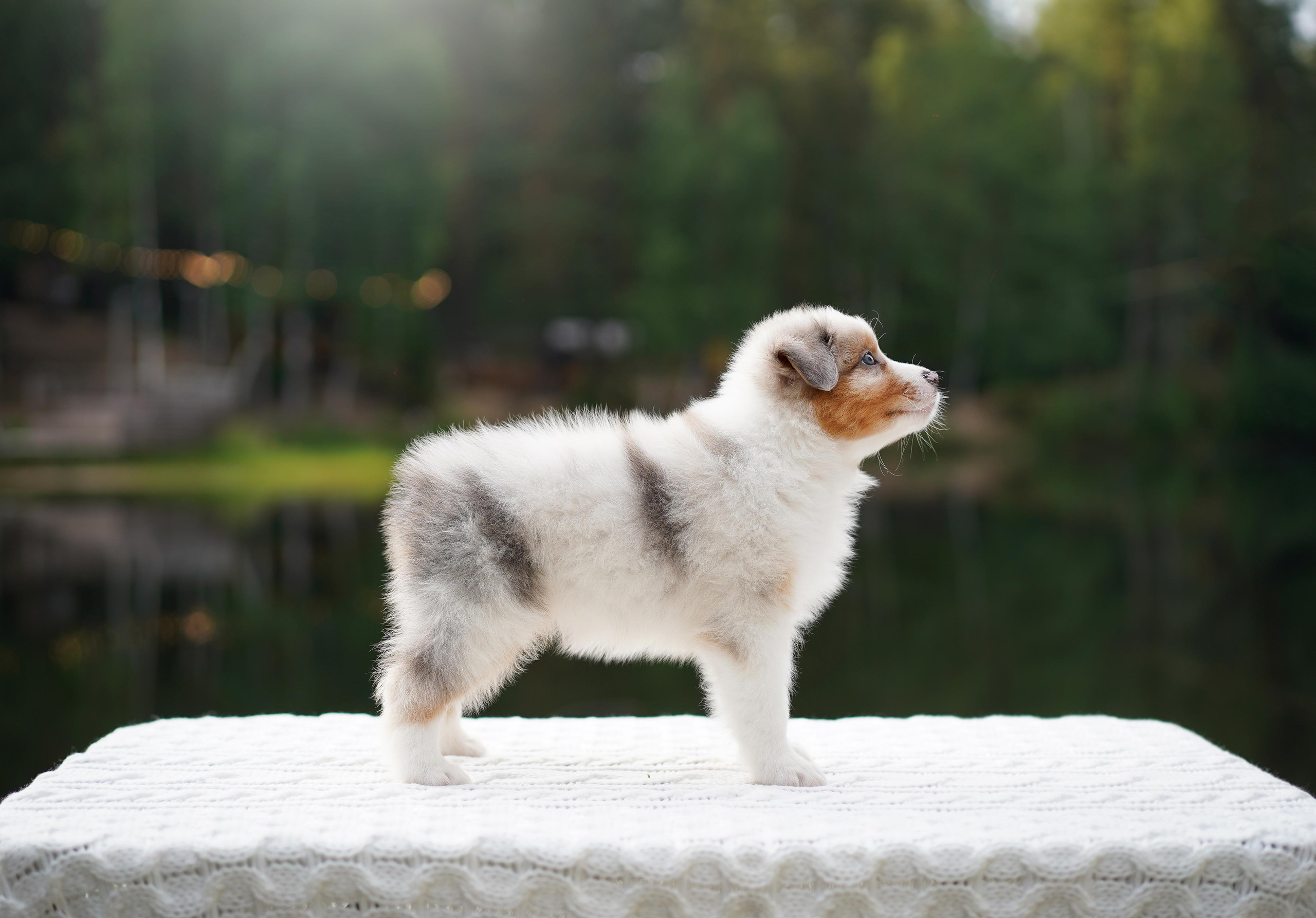 Щенки австралийской овчарки. Фотограф-анималист в Санкт-Петербурге Яна Мартынова