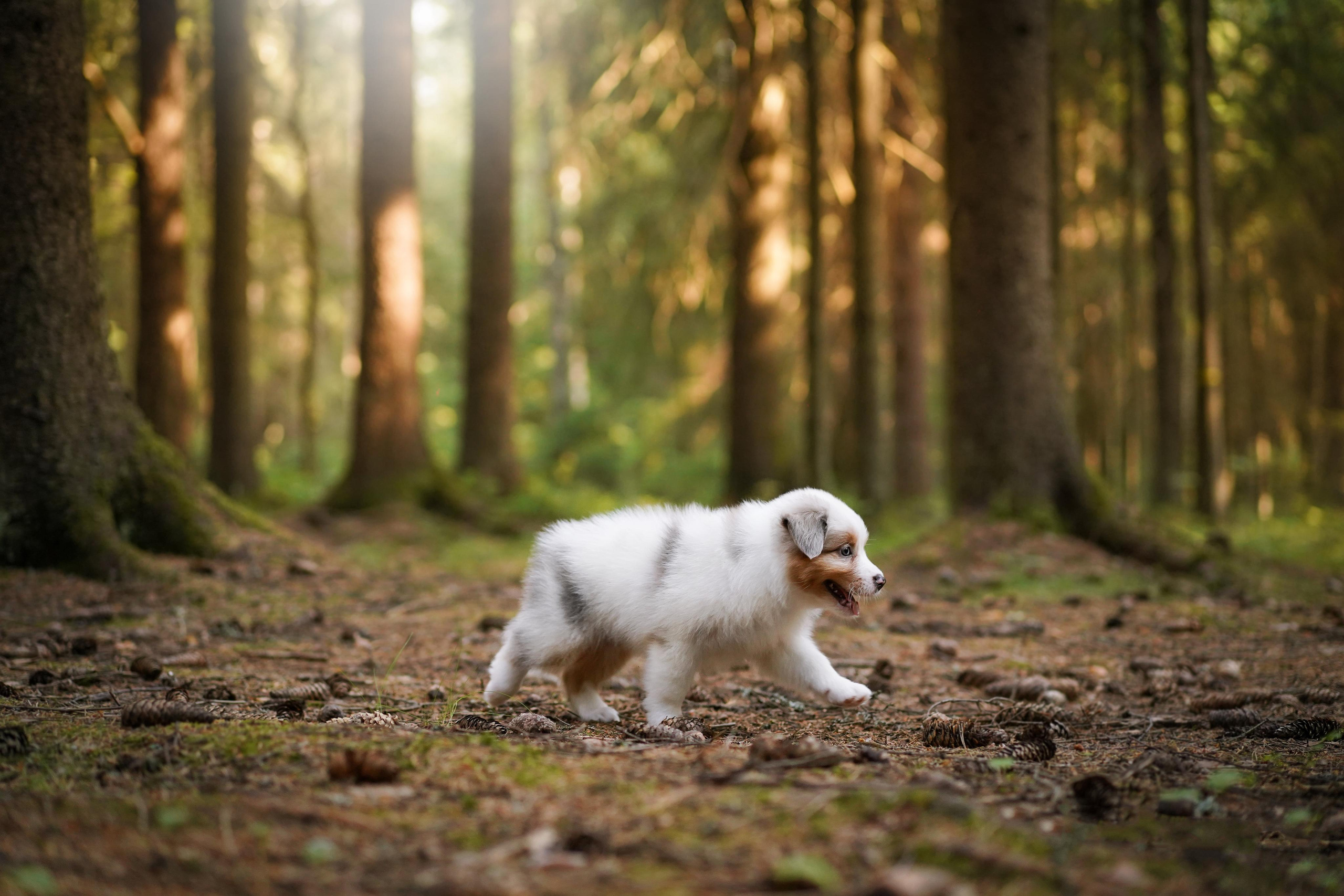 Щенки австралийской овчарки. Фотограф-анималист в Санкт-Петербурге Яна Мартынова