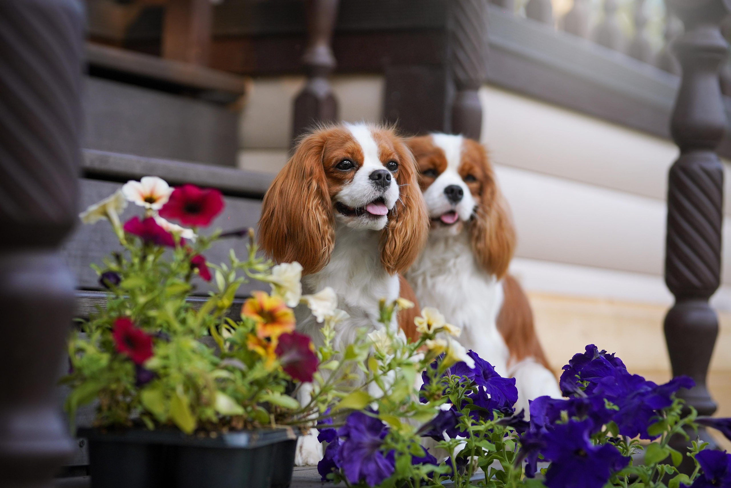 Злата, Луна, Сима и ребята. Фотограф-анималист в Санкт-Петербурге Яна Мартынова