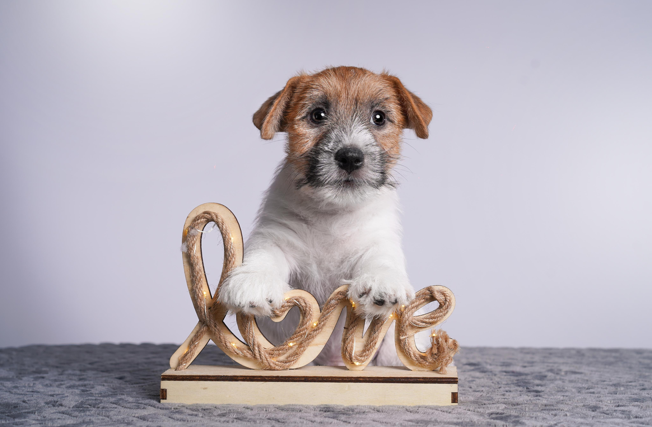 Щенки джек рассел терьера. Фотограф-анималист в Санкт-Петербурге Яна Мартынова
