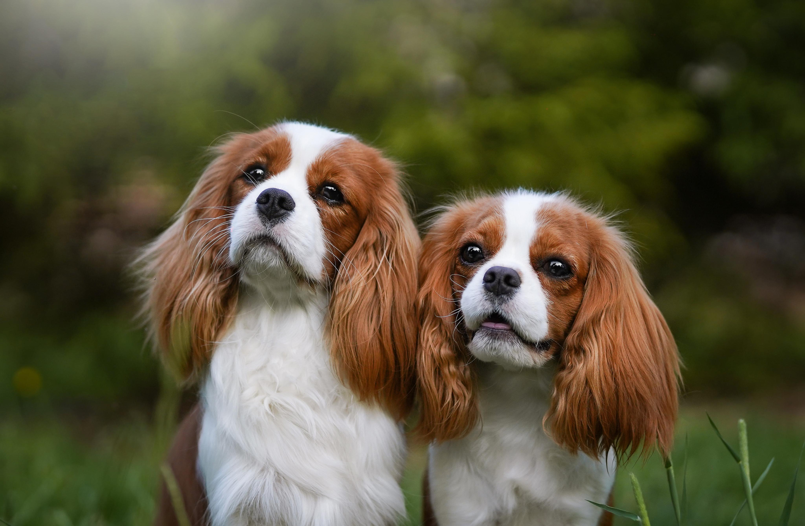 Злата, Луна, Сима и ребята. Фотограф-анималист в Санкт-Петербурге Яна Мартынова
