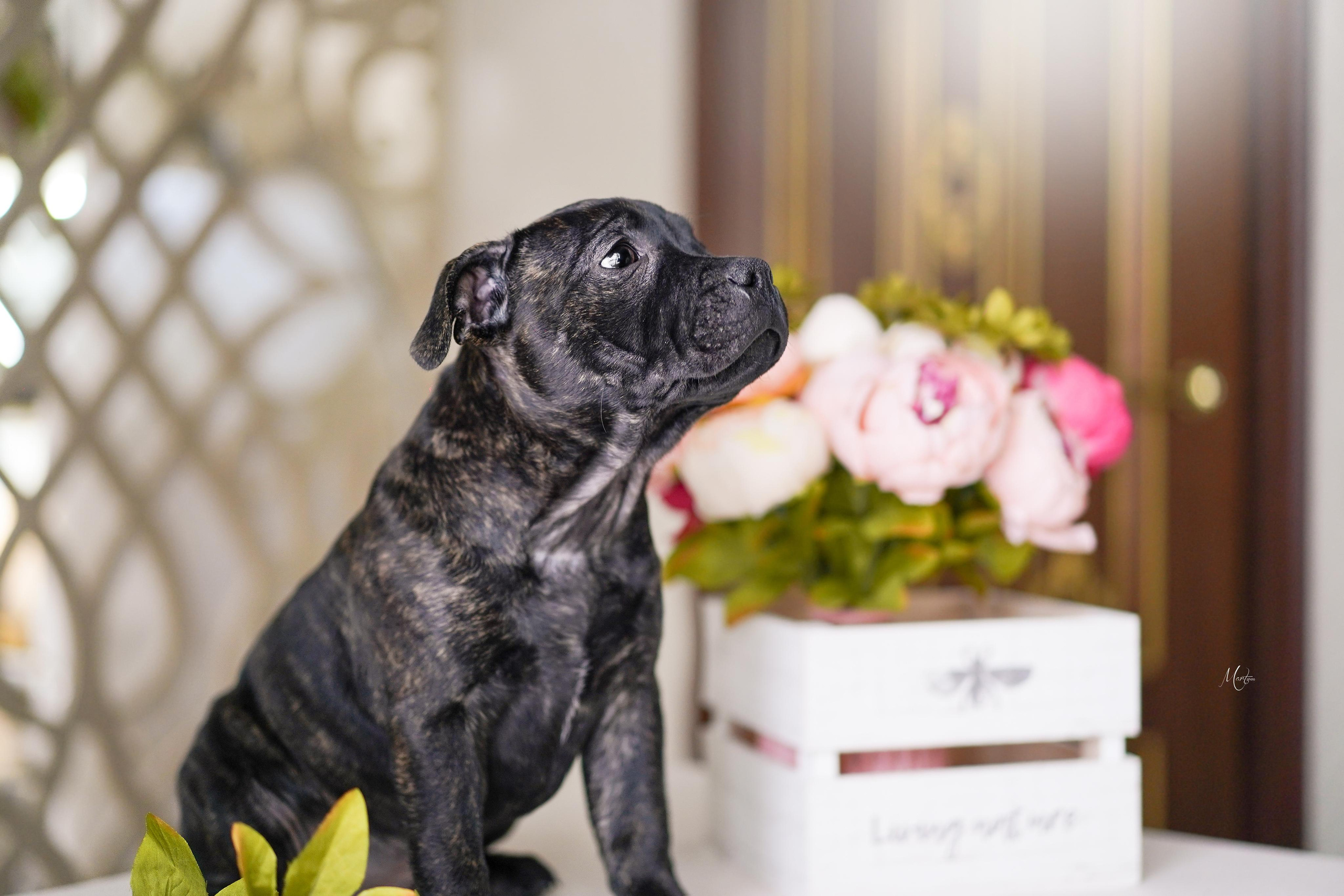 Щенки стаффбуля. Фотограф-анималист в Санкт-Петербурге Яна Мартынова