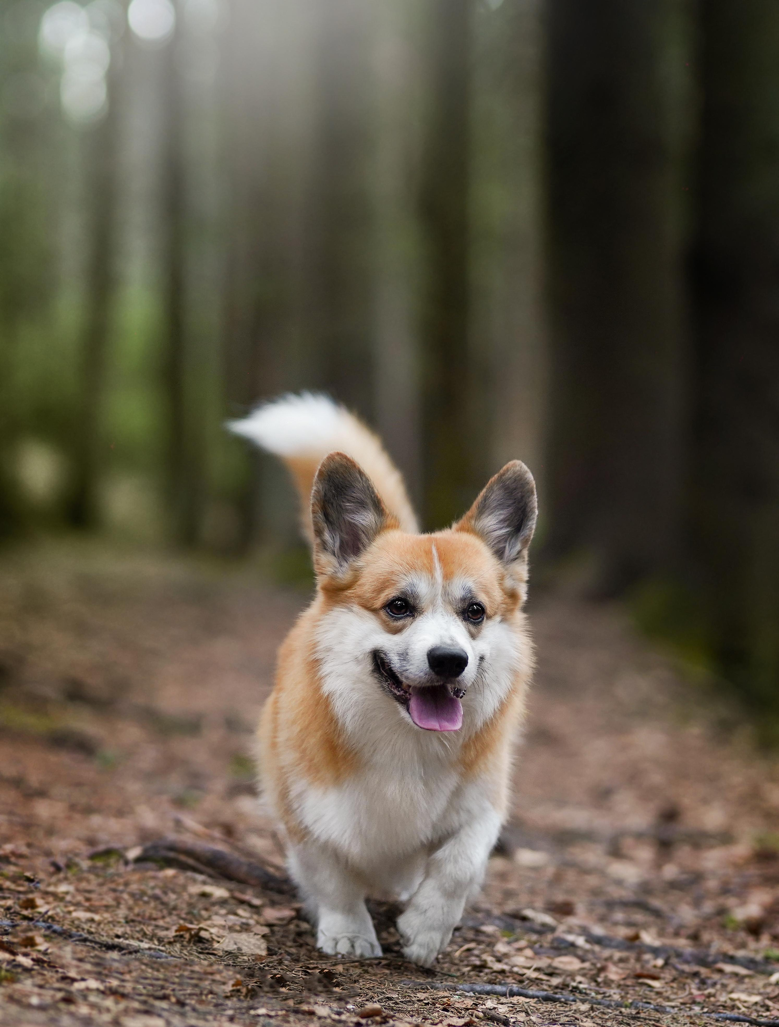 Катя и Рокки. Фотограф-анималист в Санкт-Петербурге Яна Мартынова