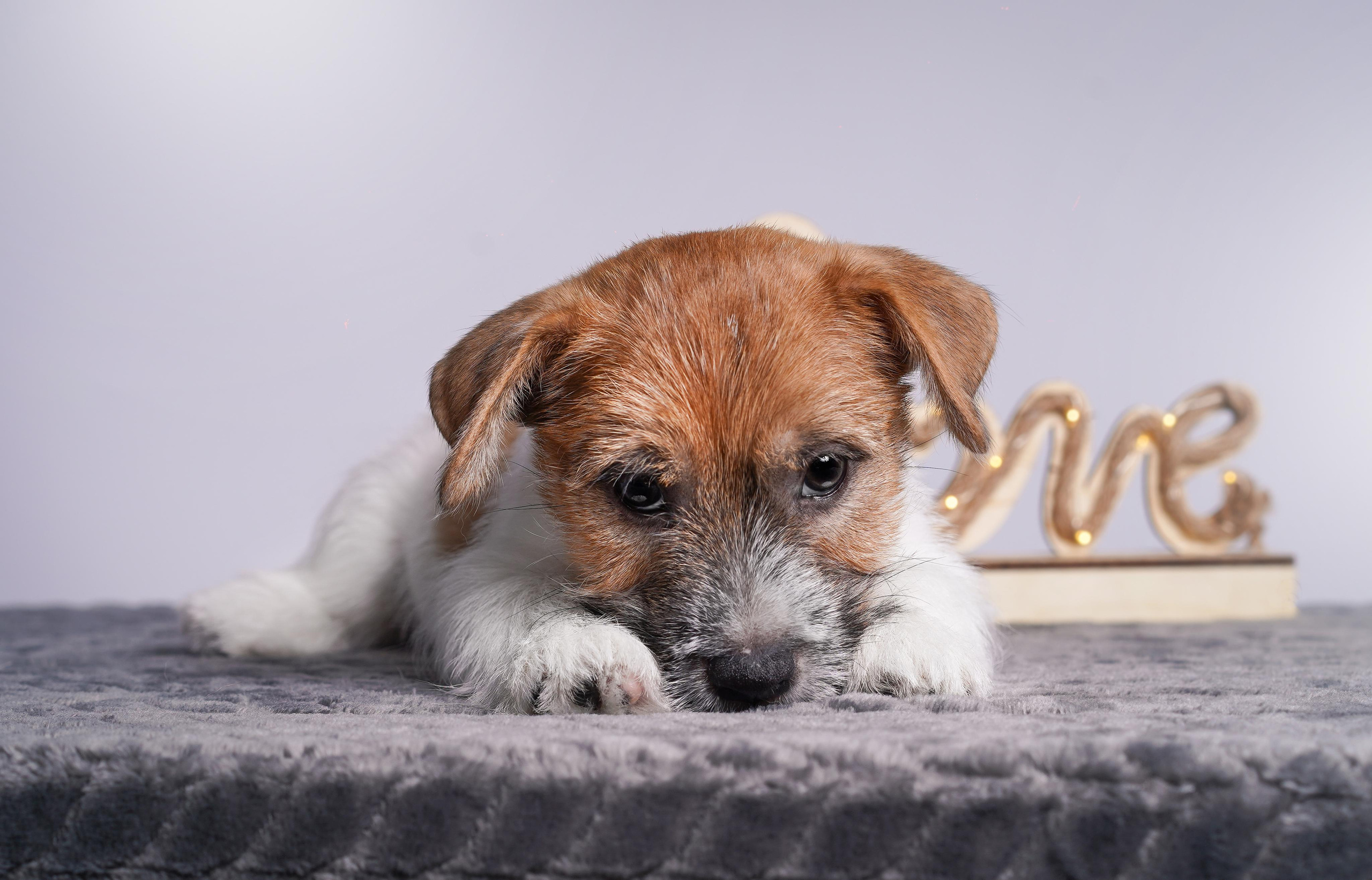 Щенки джек рассел терьера. Фотограф-анималист в Санкт-Петербурге Яна Мартынова