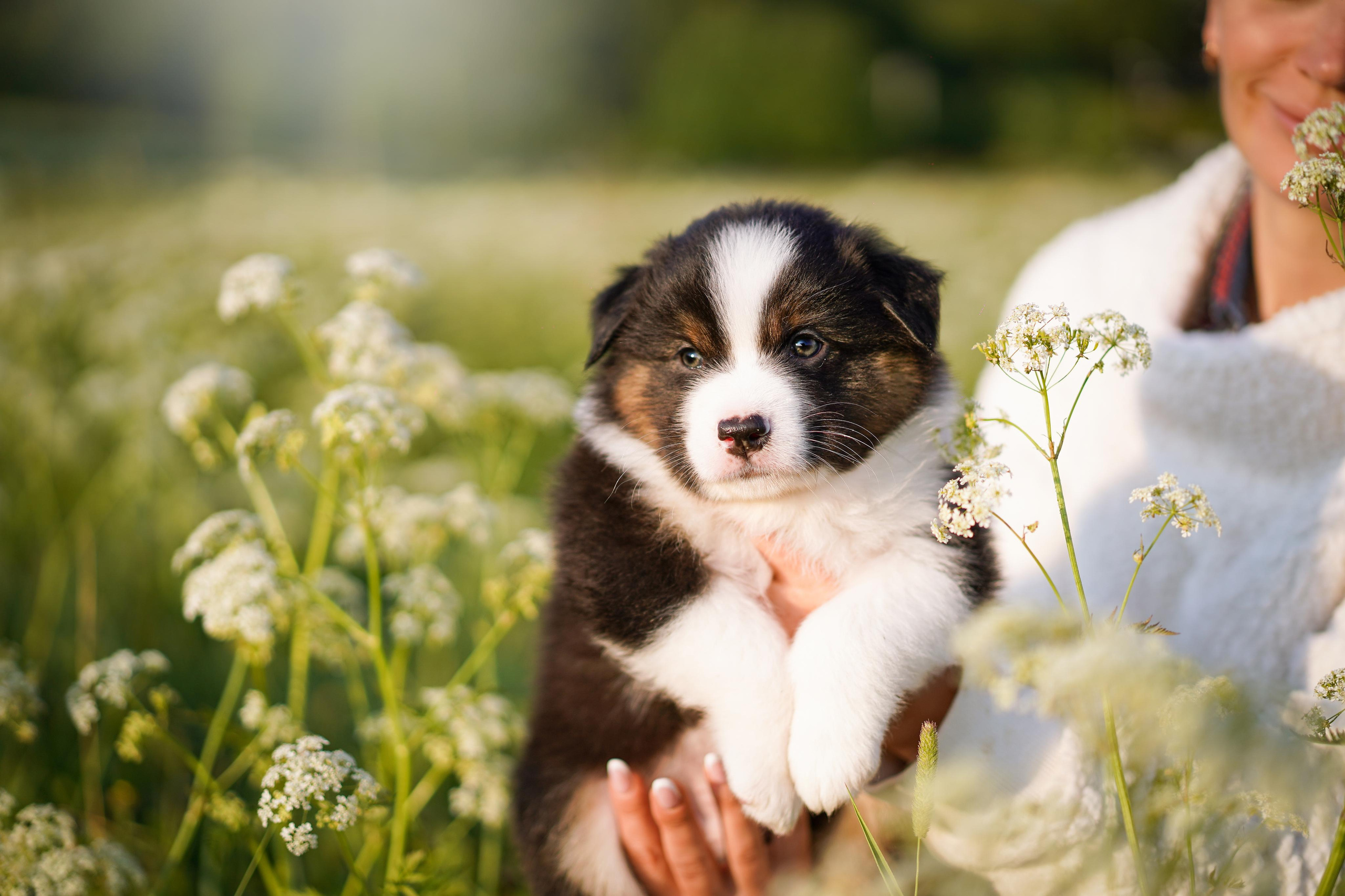 Щенки аусси. Фотограф-анималист в Санкт-Петербурге Яна Мартынова
