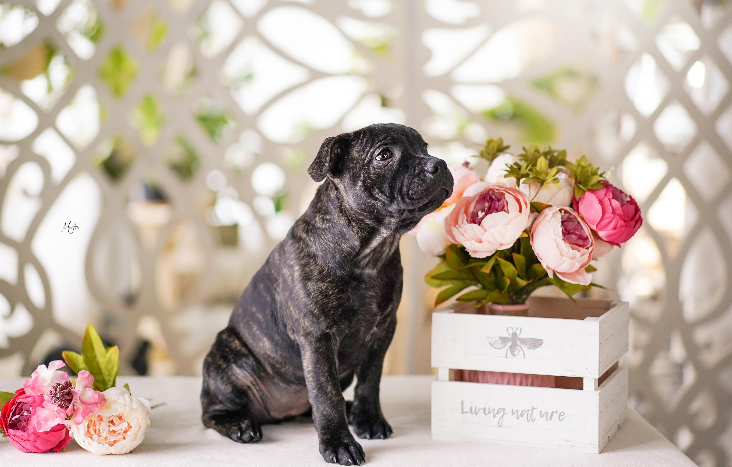 Щенки стаффбуля. Фотограф-анималист в Санкт-Петербурге Яна Мартынова