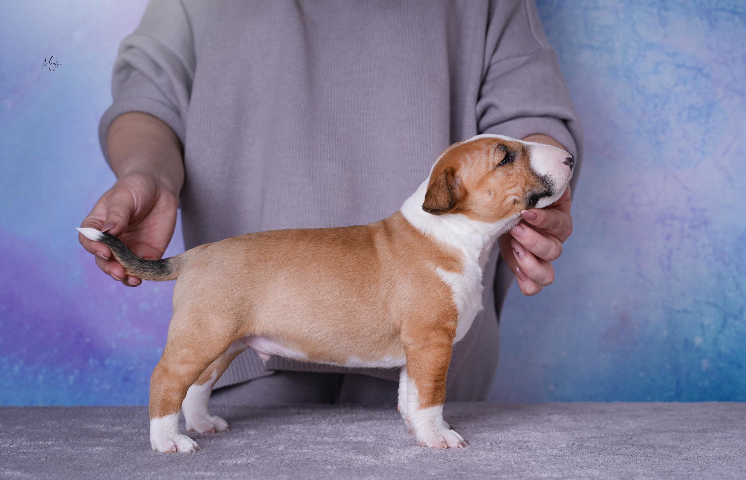 Щенки минибуля. Фотограф-анималист в Санкт-Петербурге Яна Мартынова