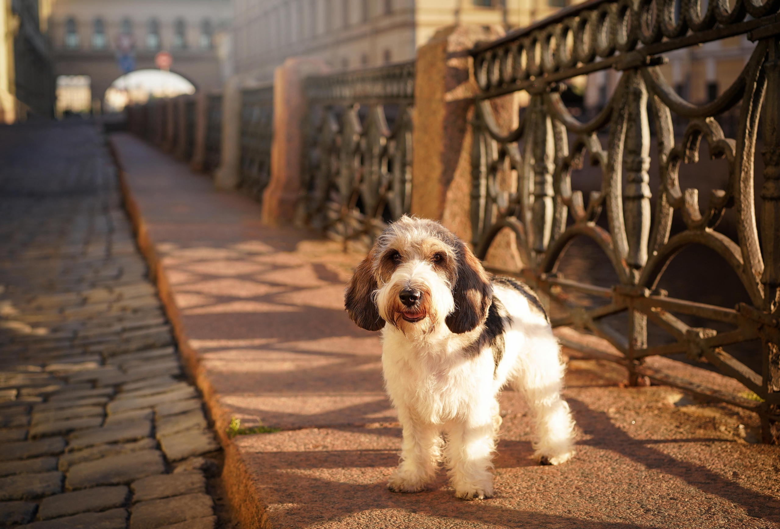 Мона центр. Фотограф-анималист в Санкт-Петербурге Яна Мартынова