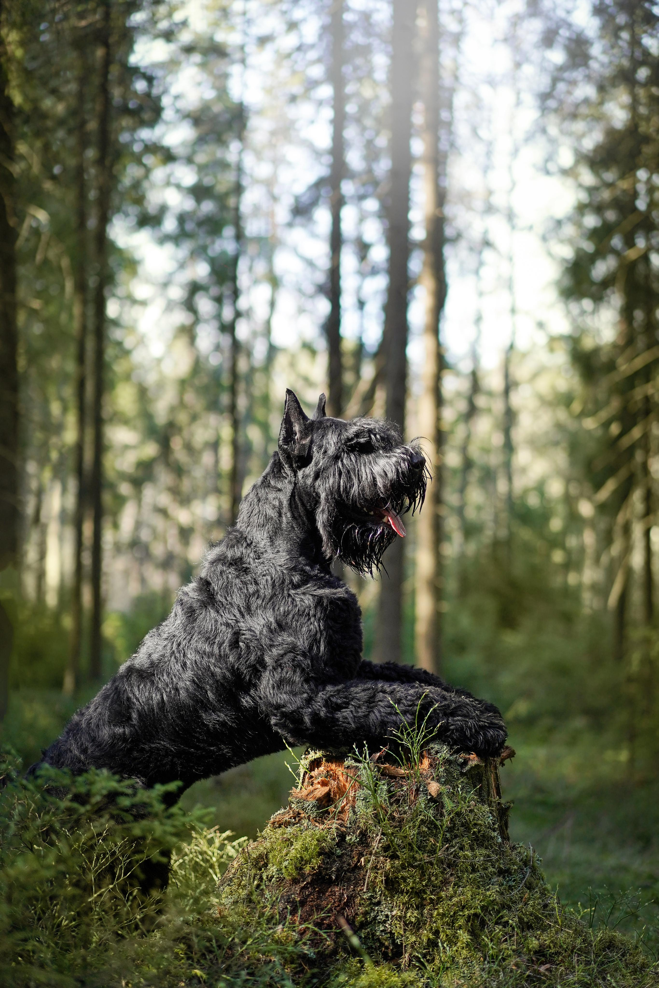 Оля и шнауцеры. Фотограф-анималист в Санкт-Петербурге Яна Мартынова