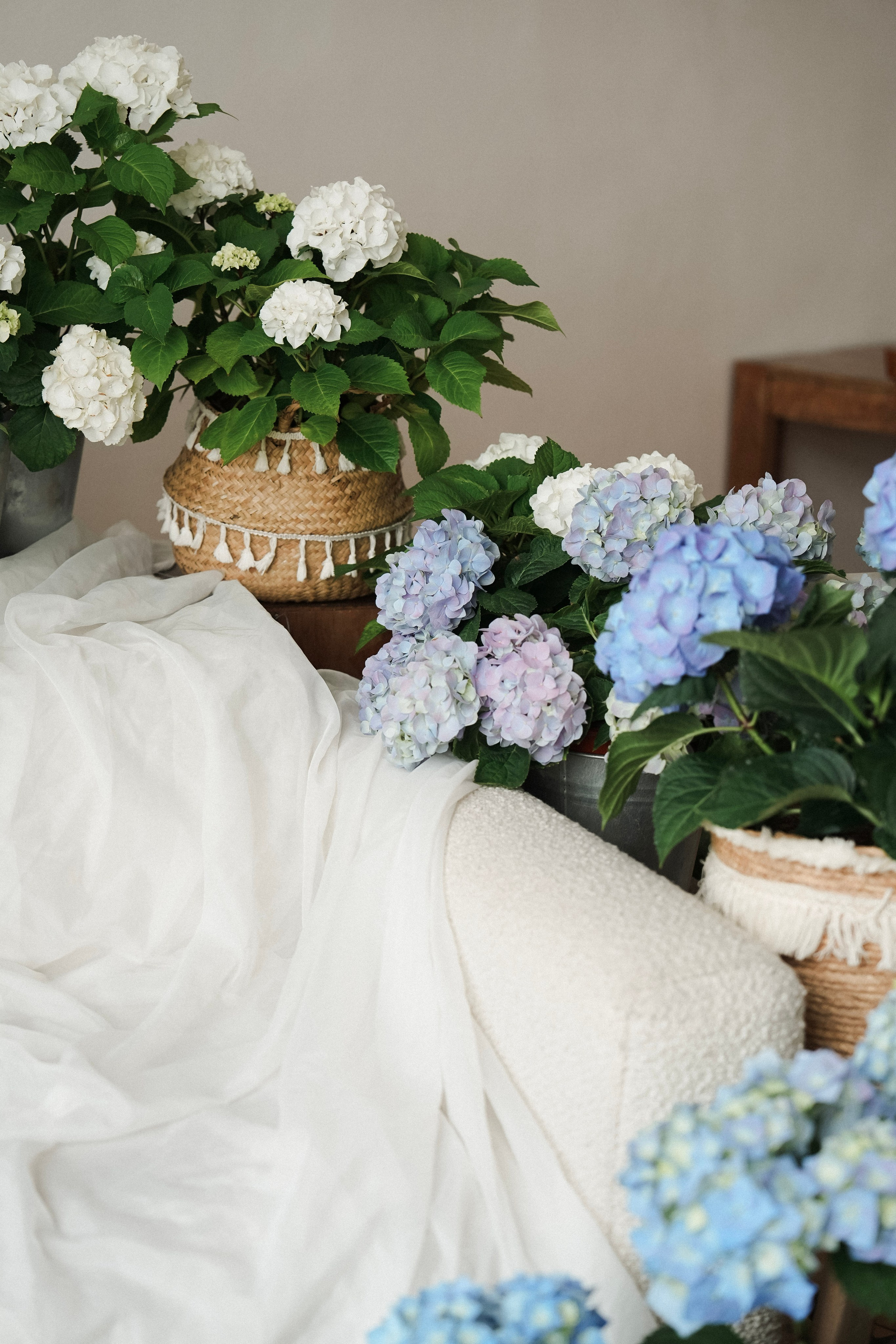 Фотодень в гортензиях. Фотограф с психологическим образованием