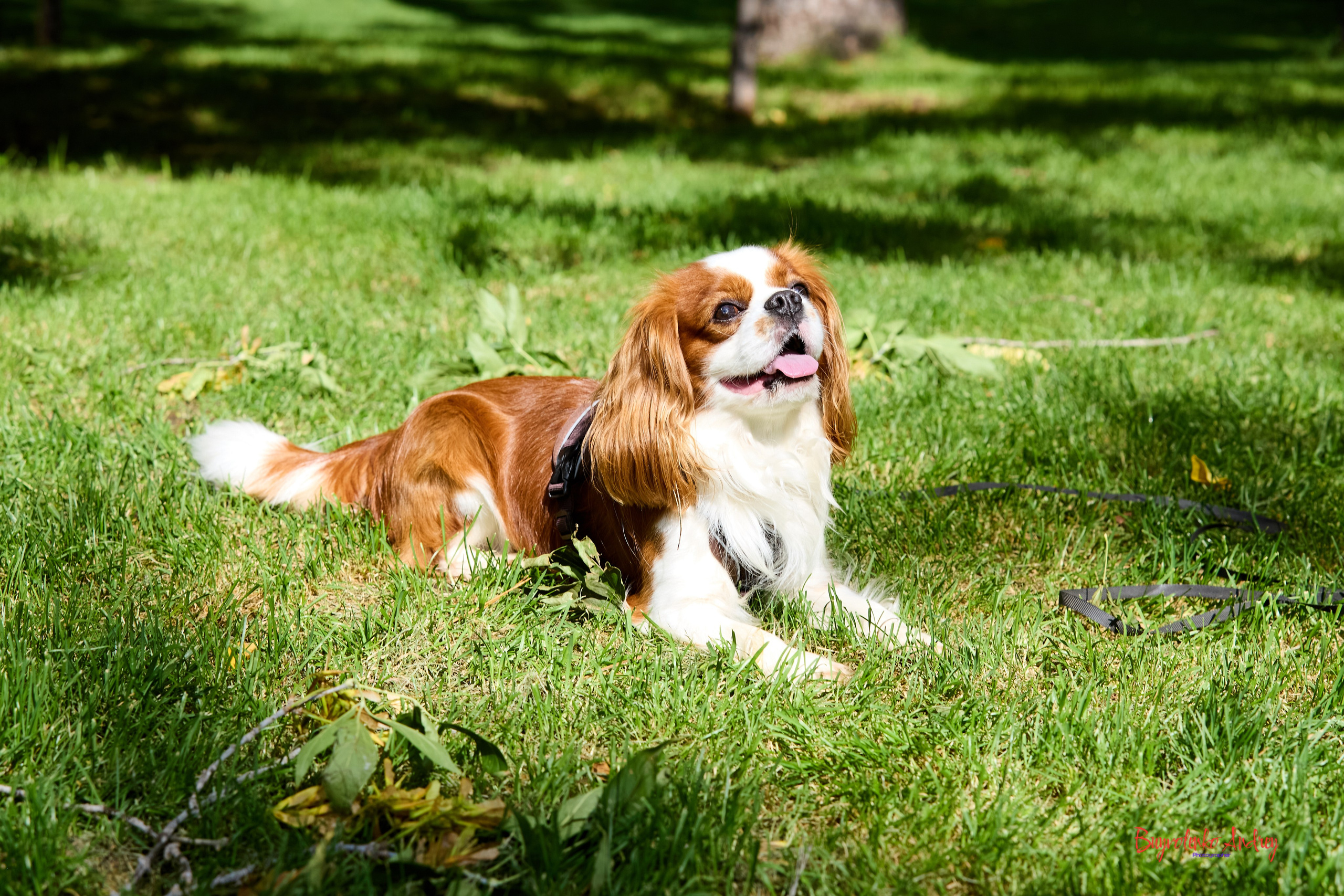 Фотопрогулка с кавалерами. Buyvolenko Andrey