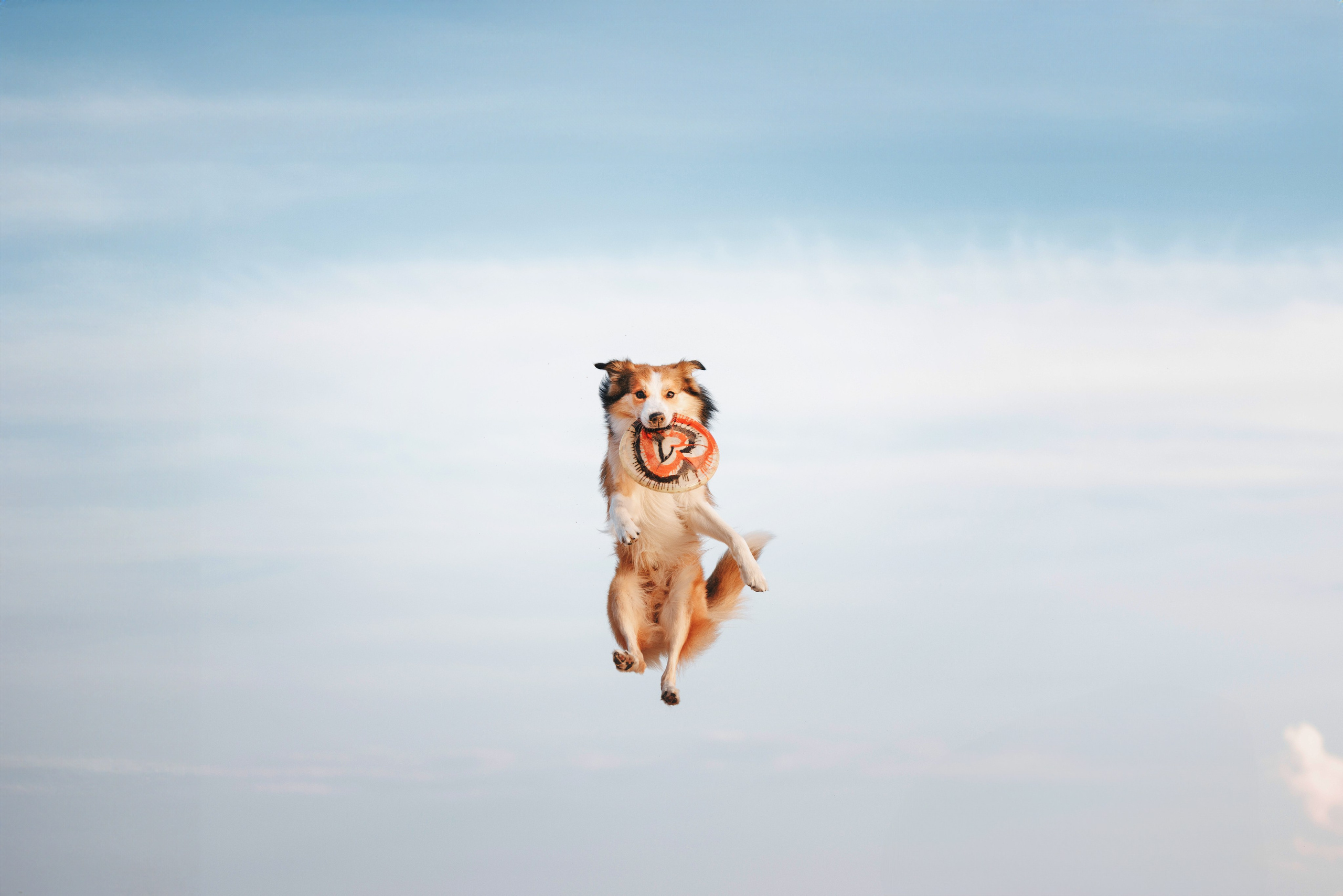 Рита, Маша и много собак. Фотограф анималист Осипчикова Мария